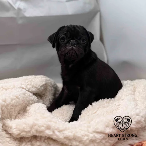 Pug pup posing for photo with white background