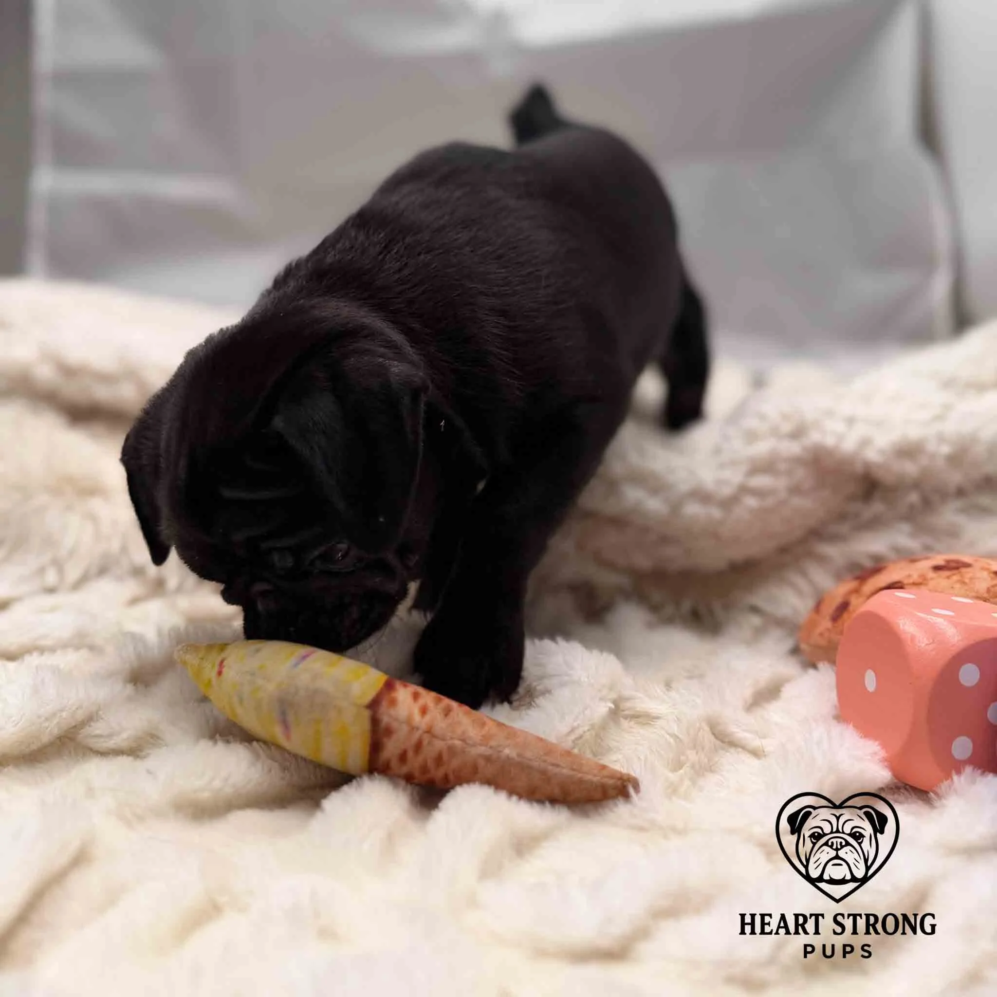 Pug pup thinking about playing with toys
