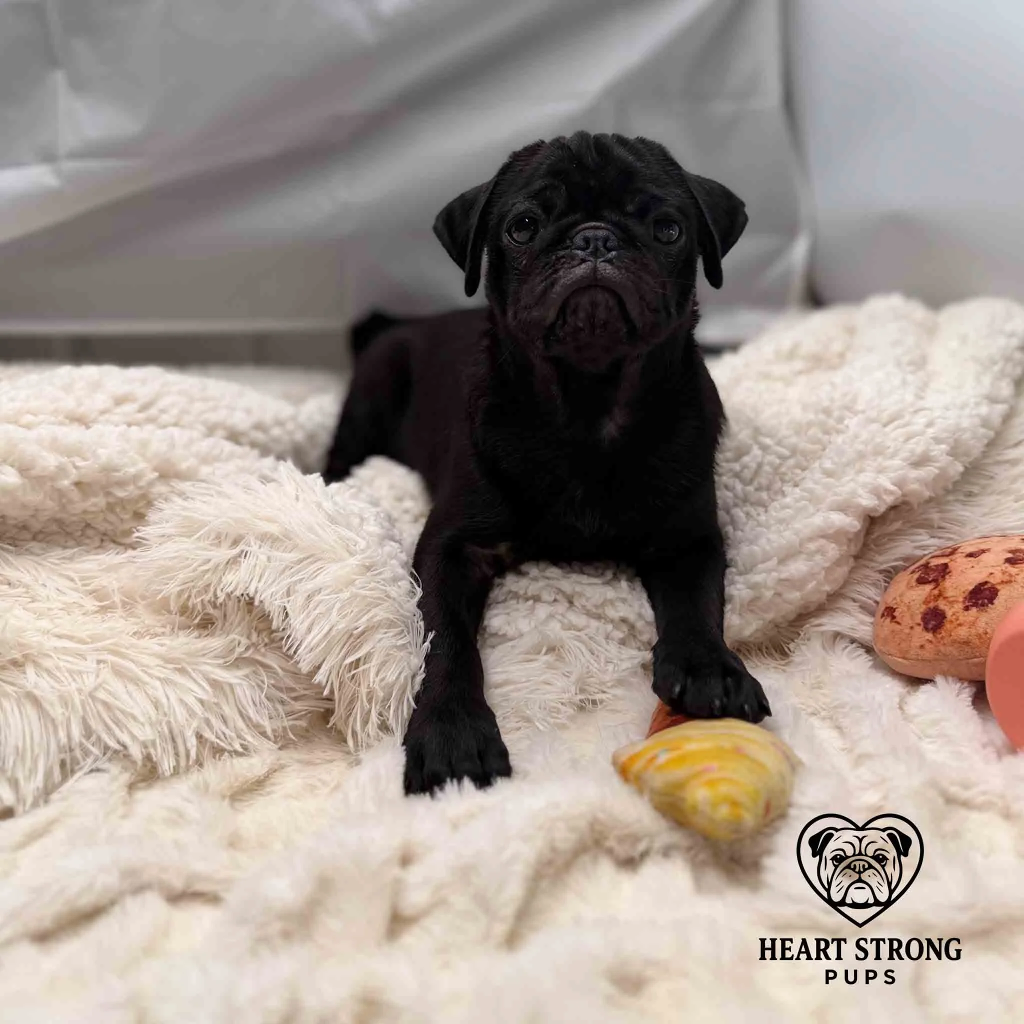 Pug with the cutest face
