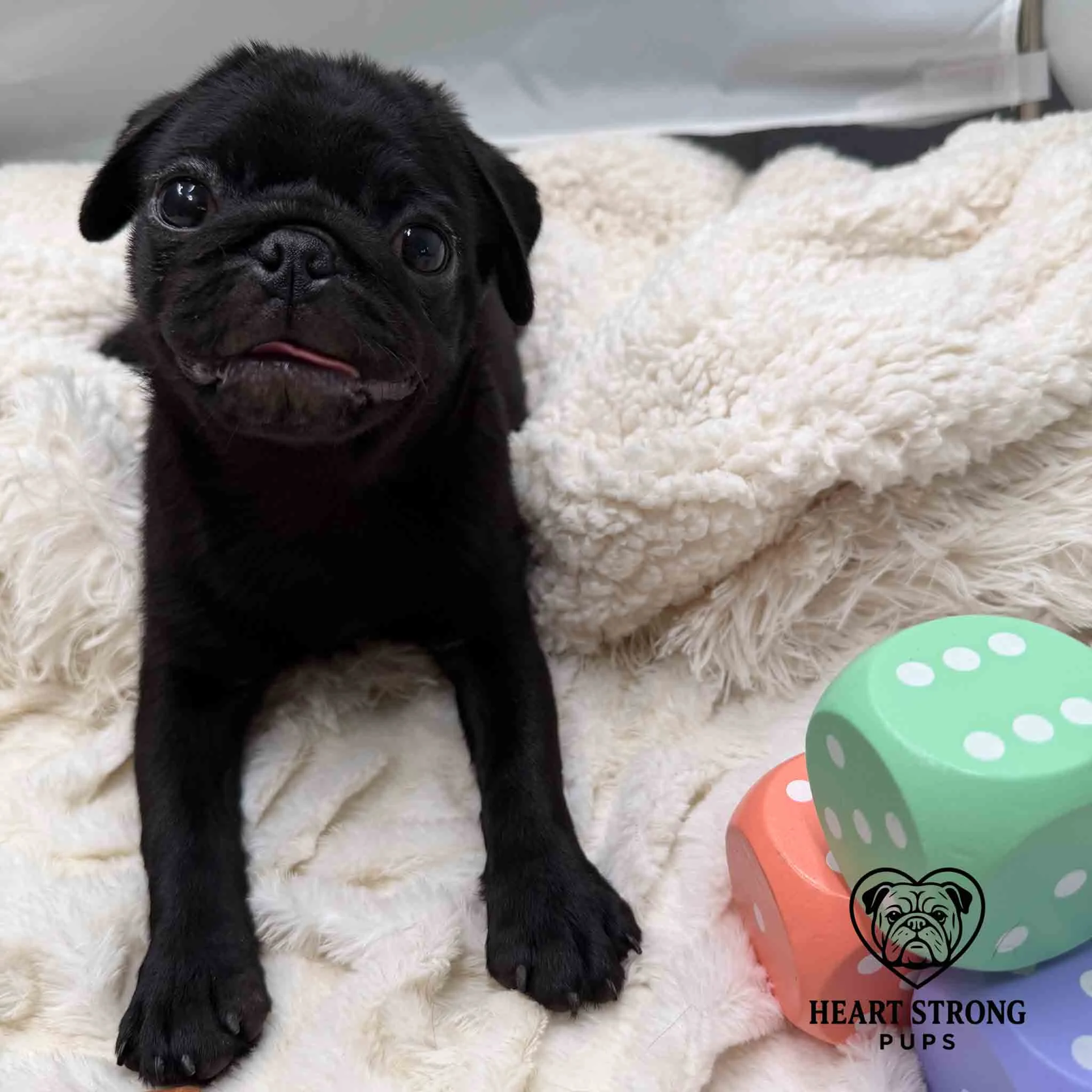 Pug Pup laying on blanket with blocks