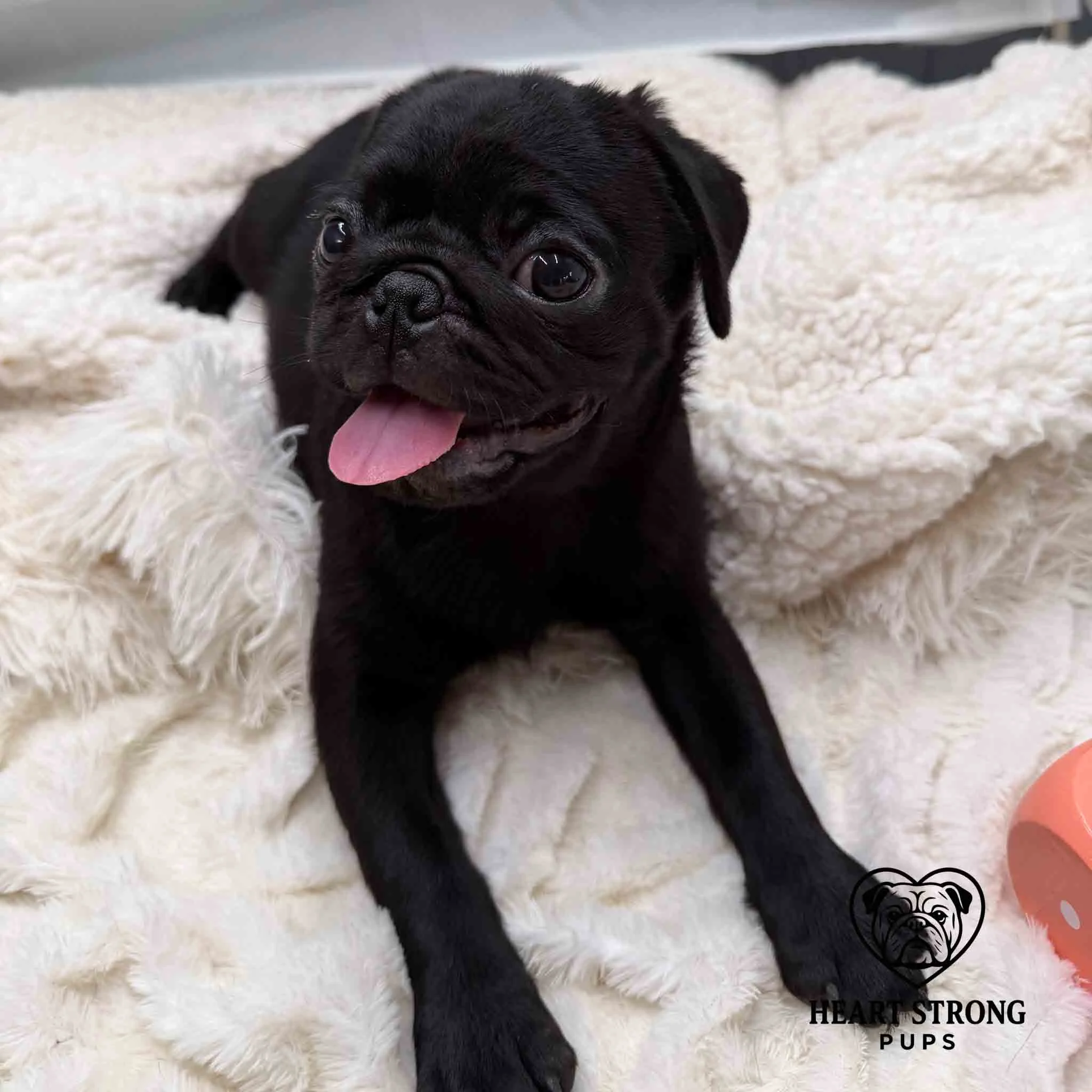 Pug pup laying on blanket has tongue out