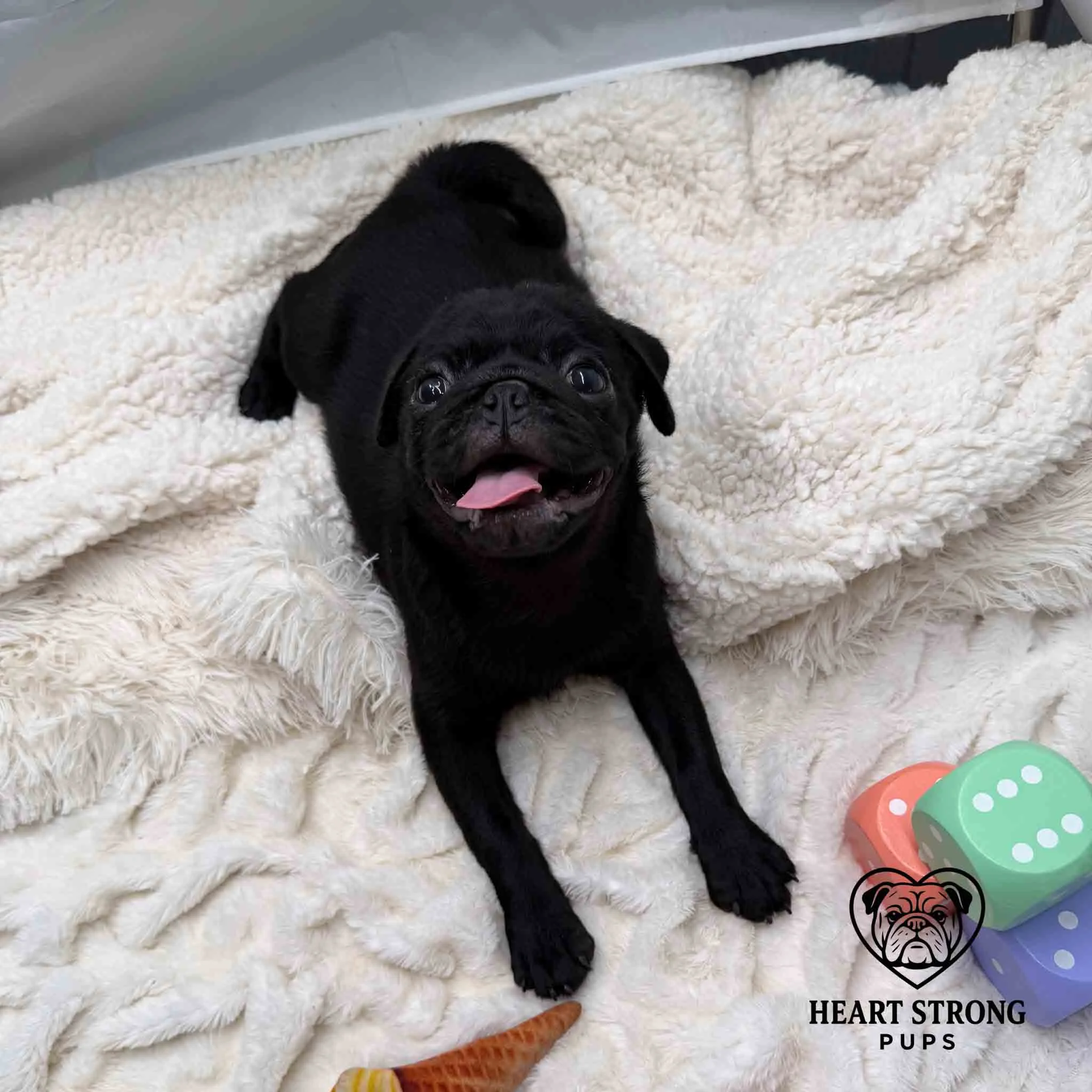 Pug pup laying on blanket looking up with tail curled