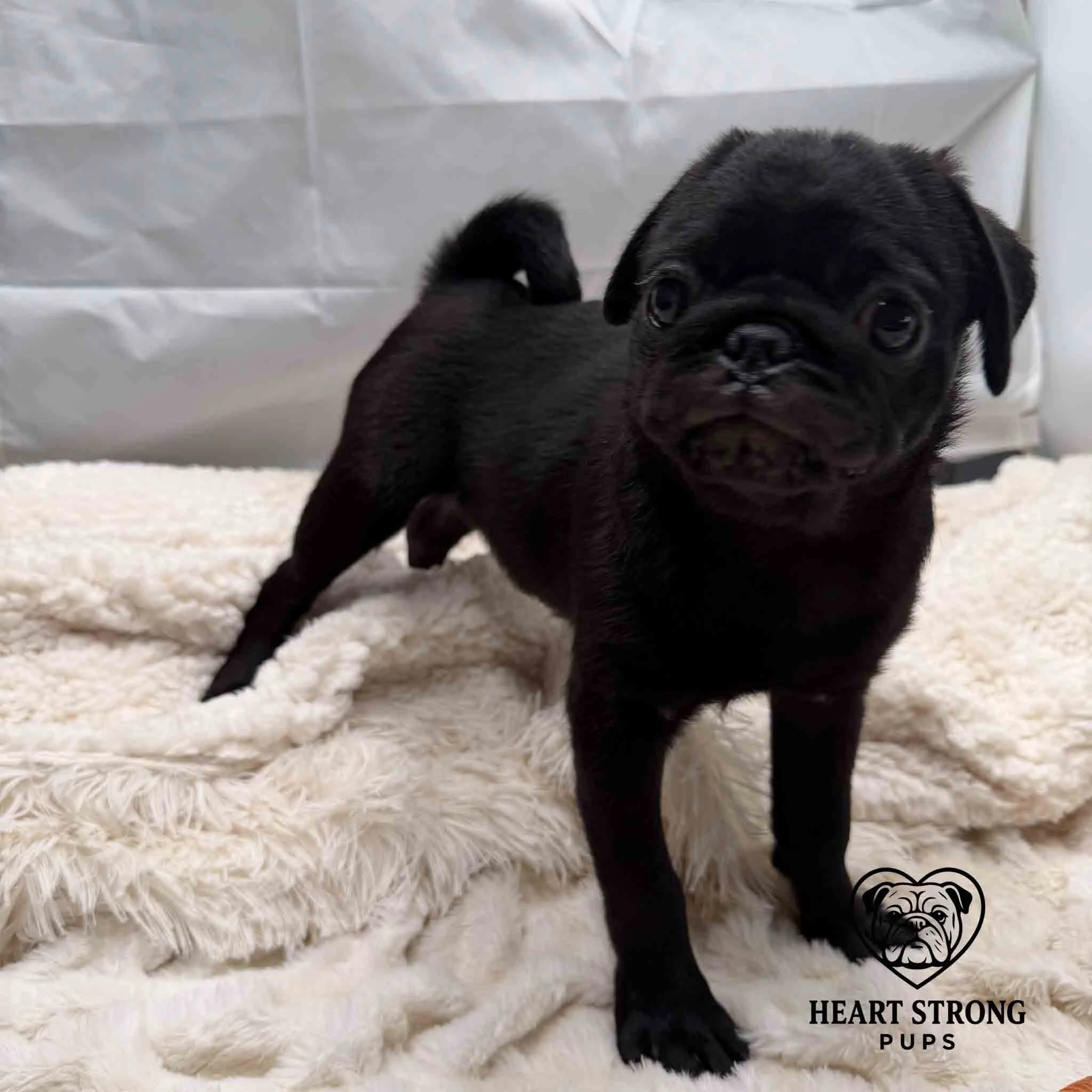Pug pup standing with tail curled onto back