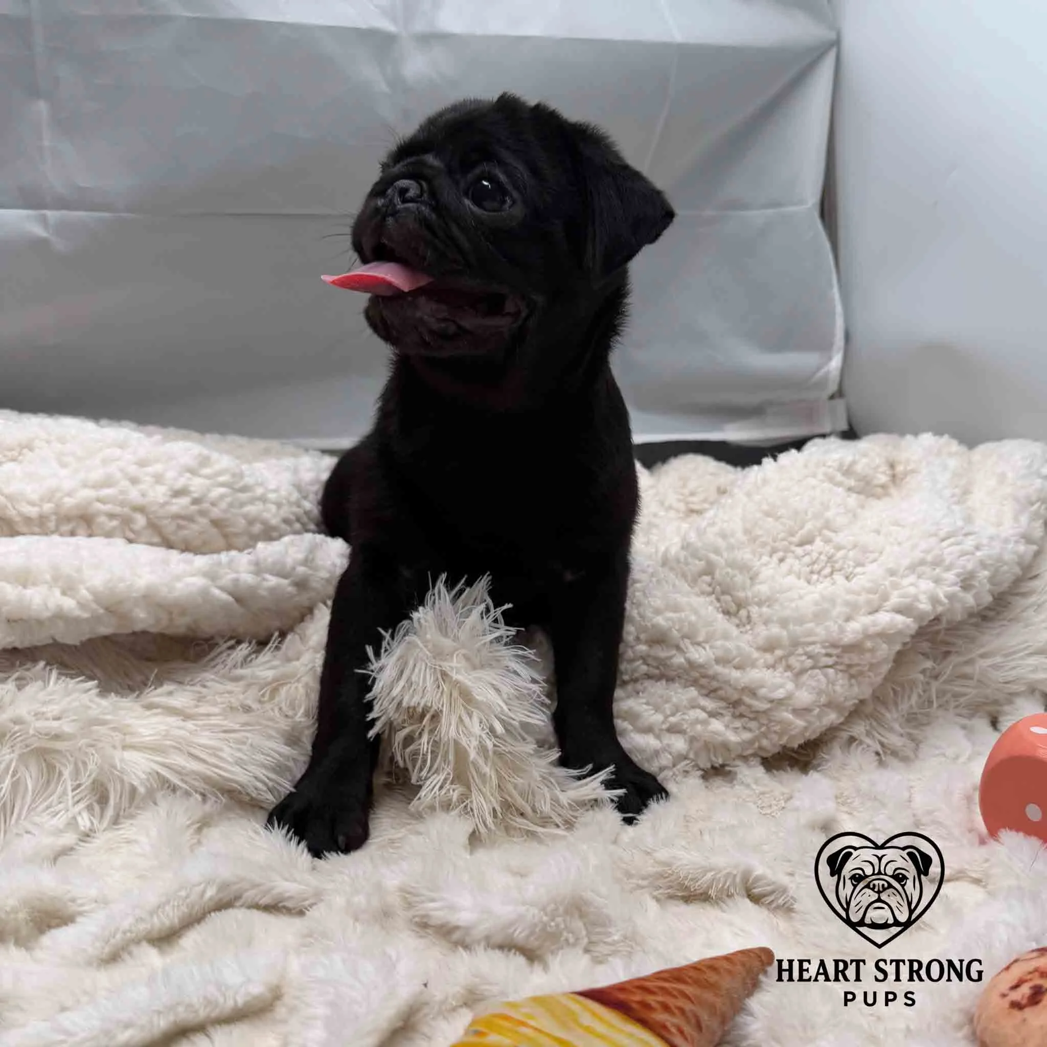 Pug Pup looking too the side with tongue hanging out. sitting on blanket