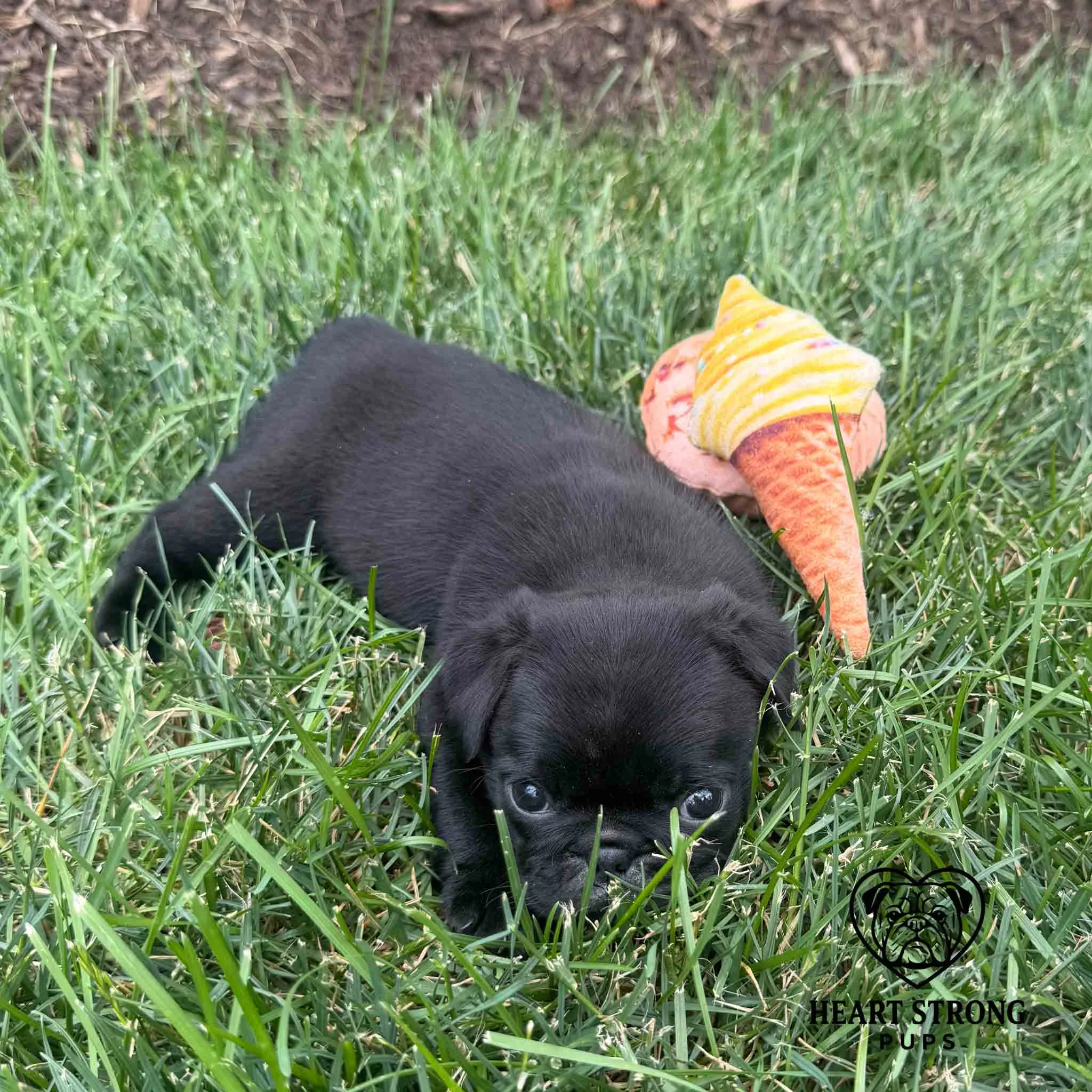 Pug pup laying on grass beside toys