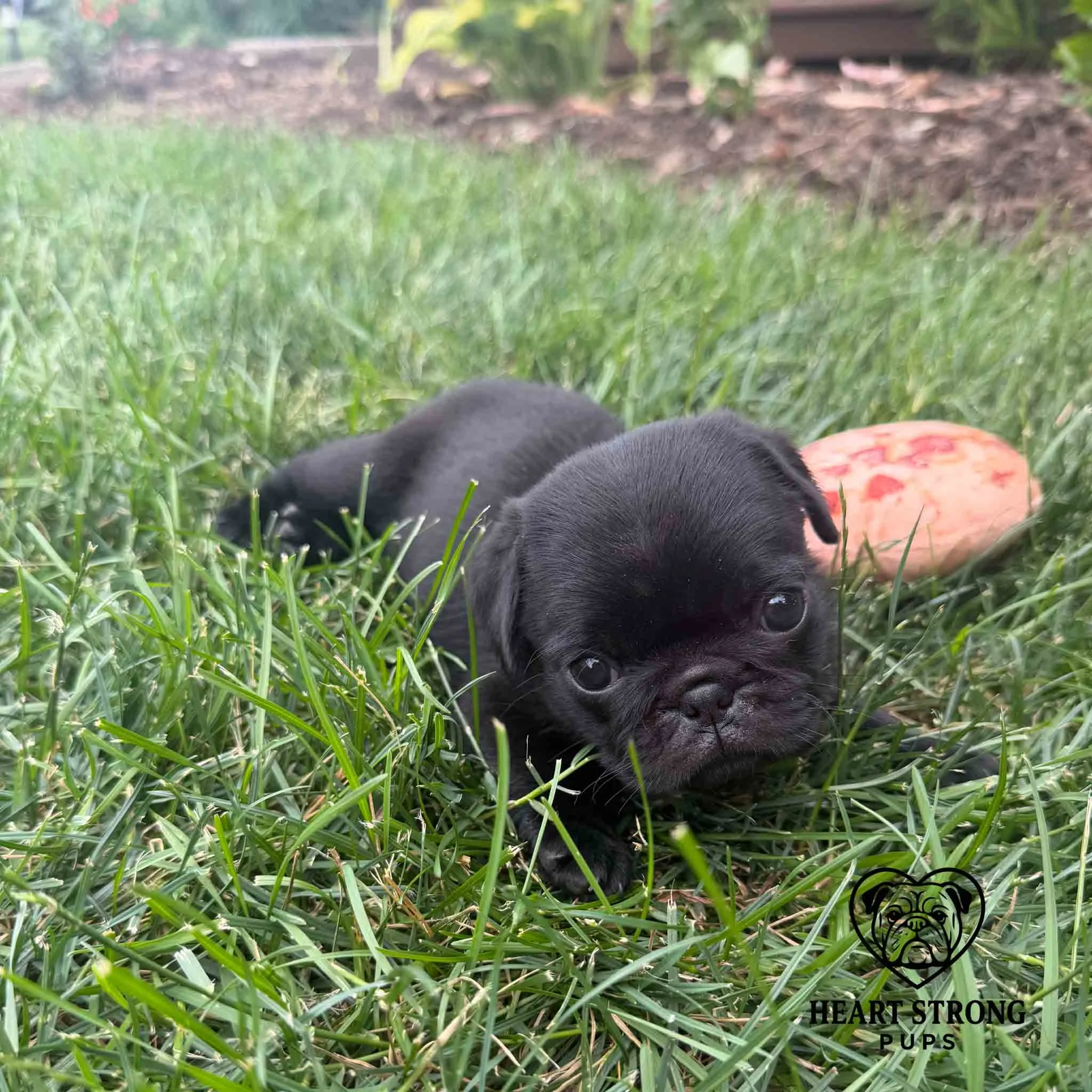 Pug pup laying in grass with toy beside her