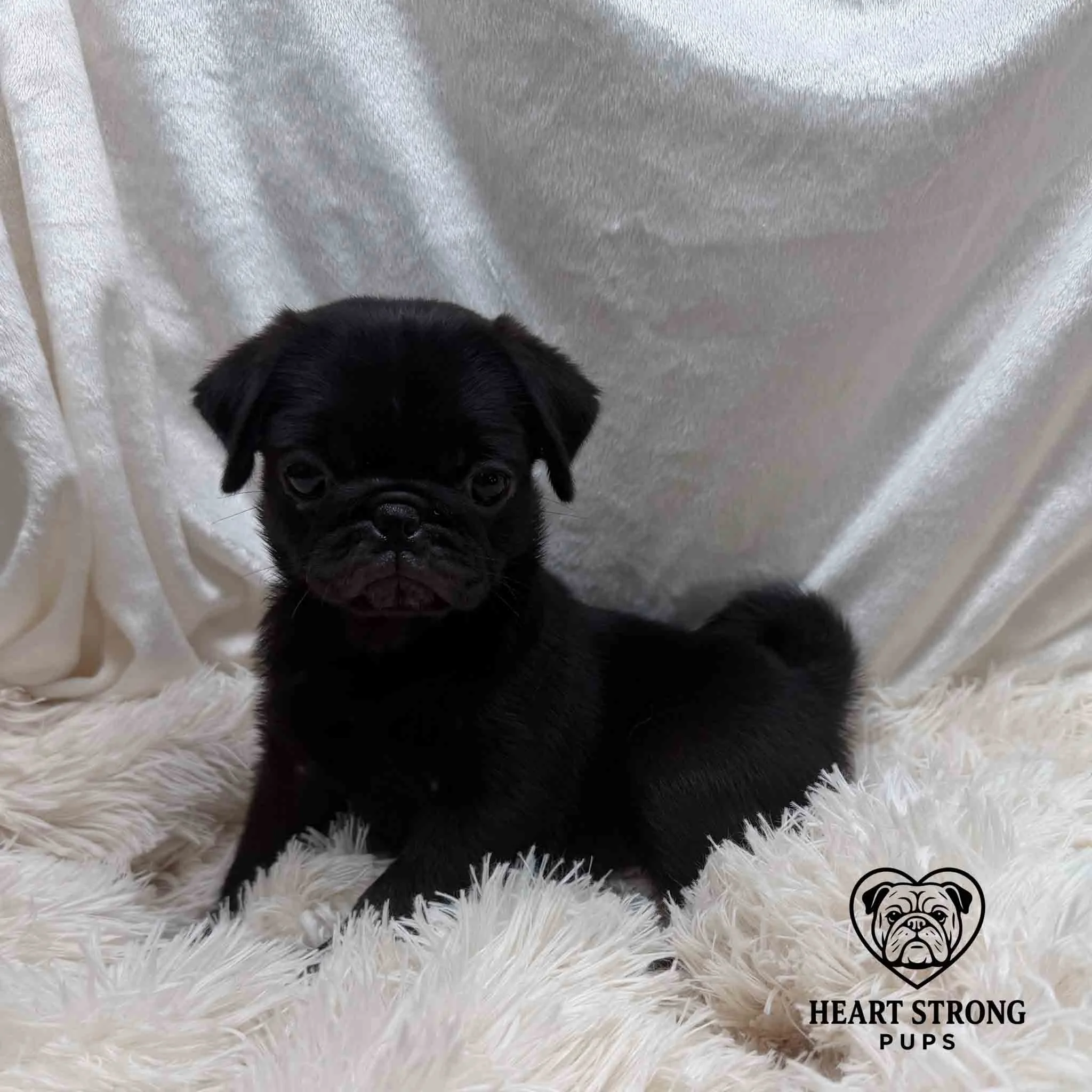Pug pup posing in front of white background