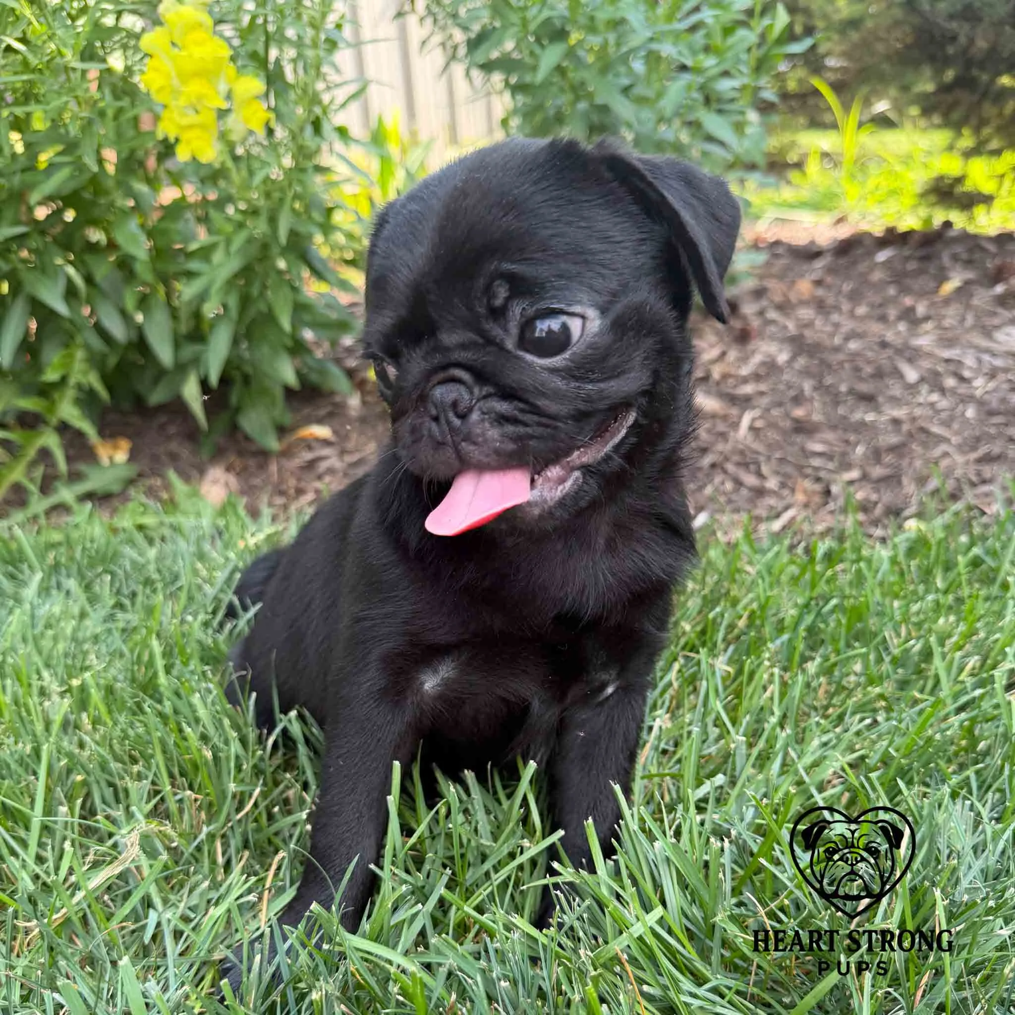 Pug pup has tongue hanging out and sitting in grass