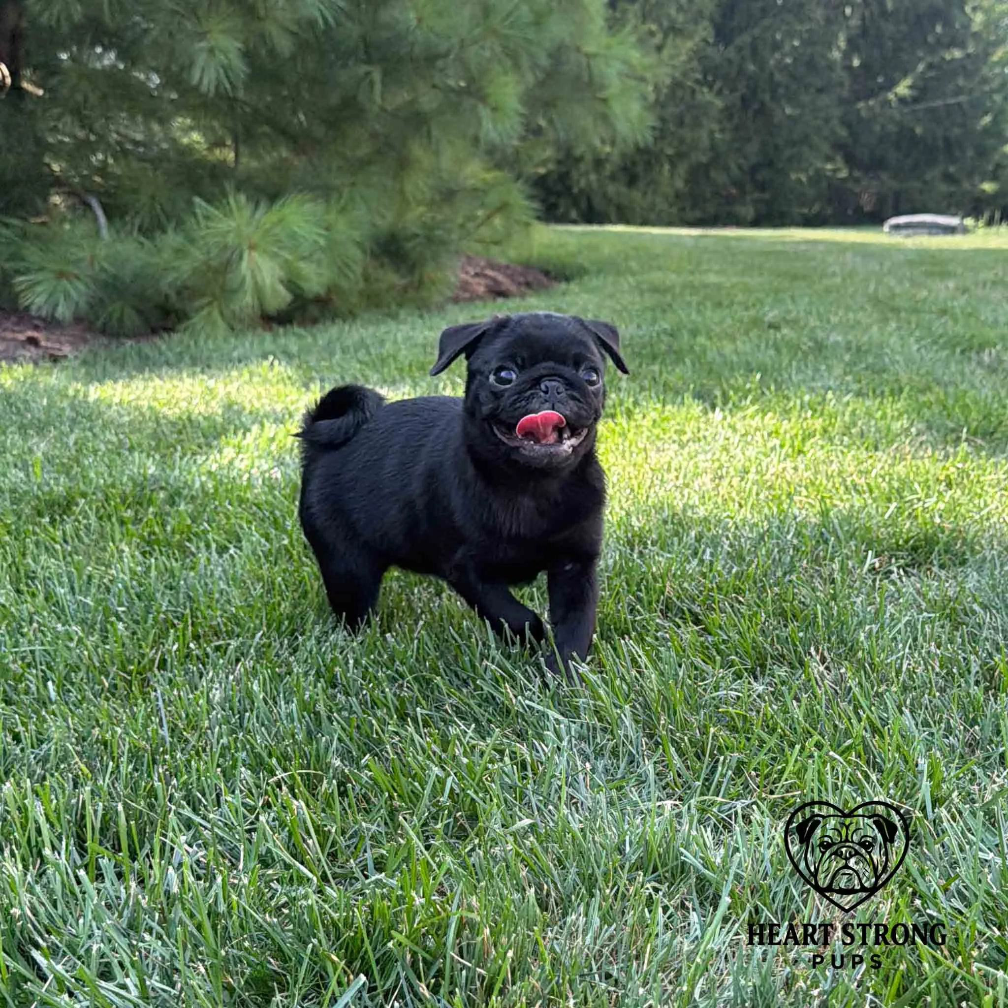 Pug pup running through grass