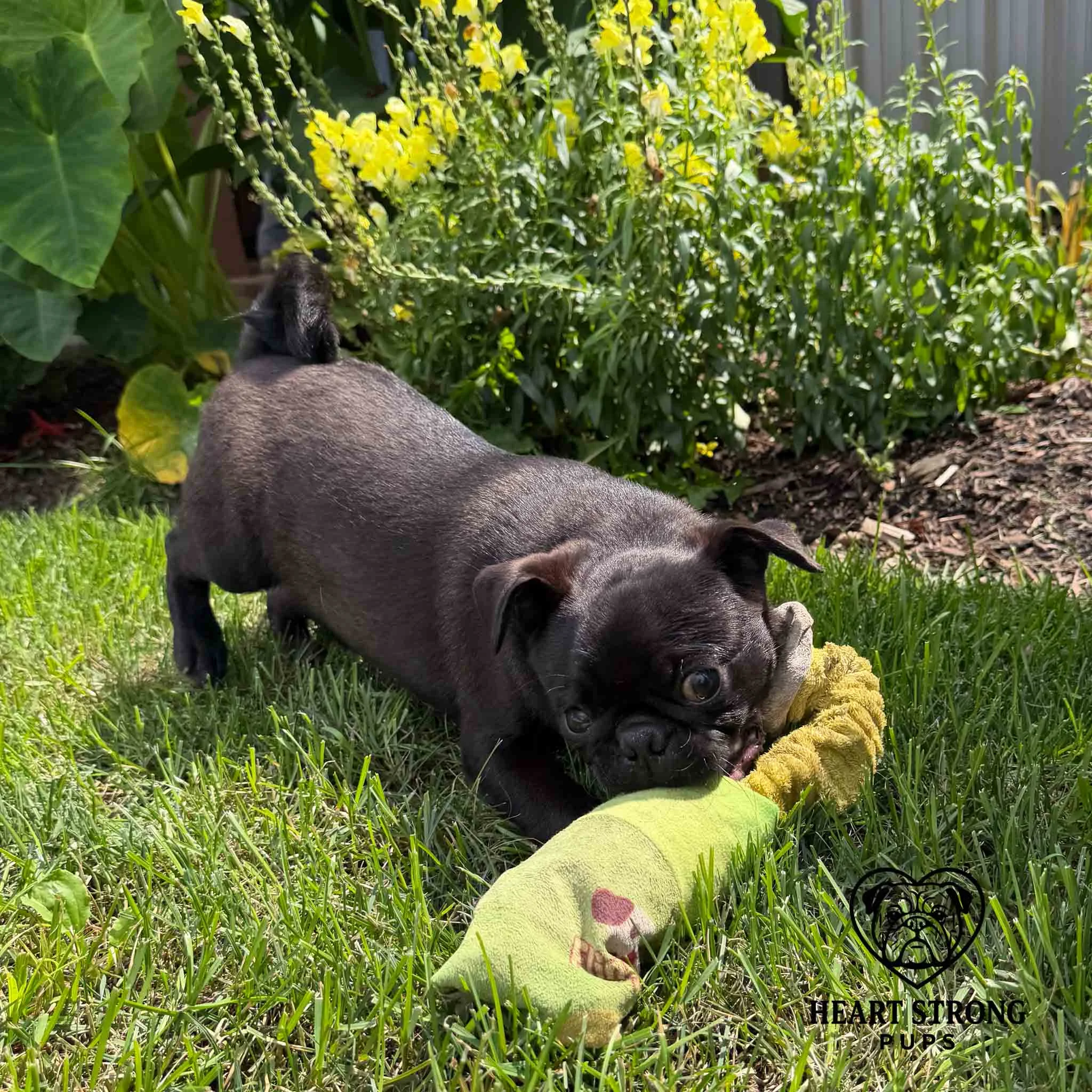 Pug puppy with toy in front of yellow flowers