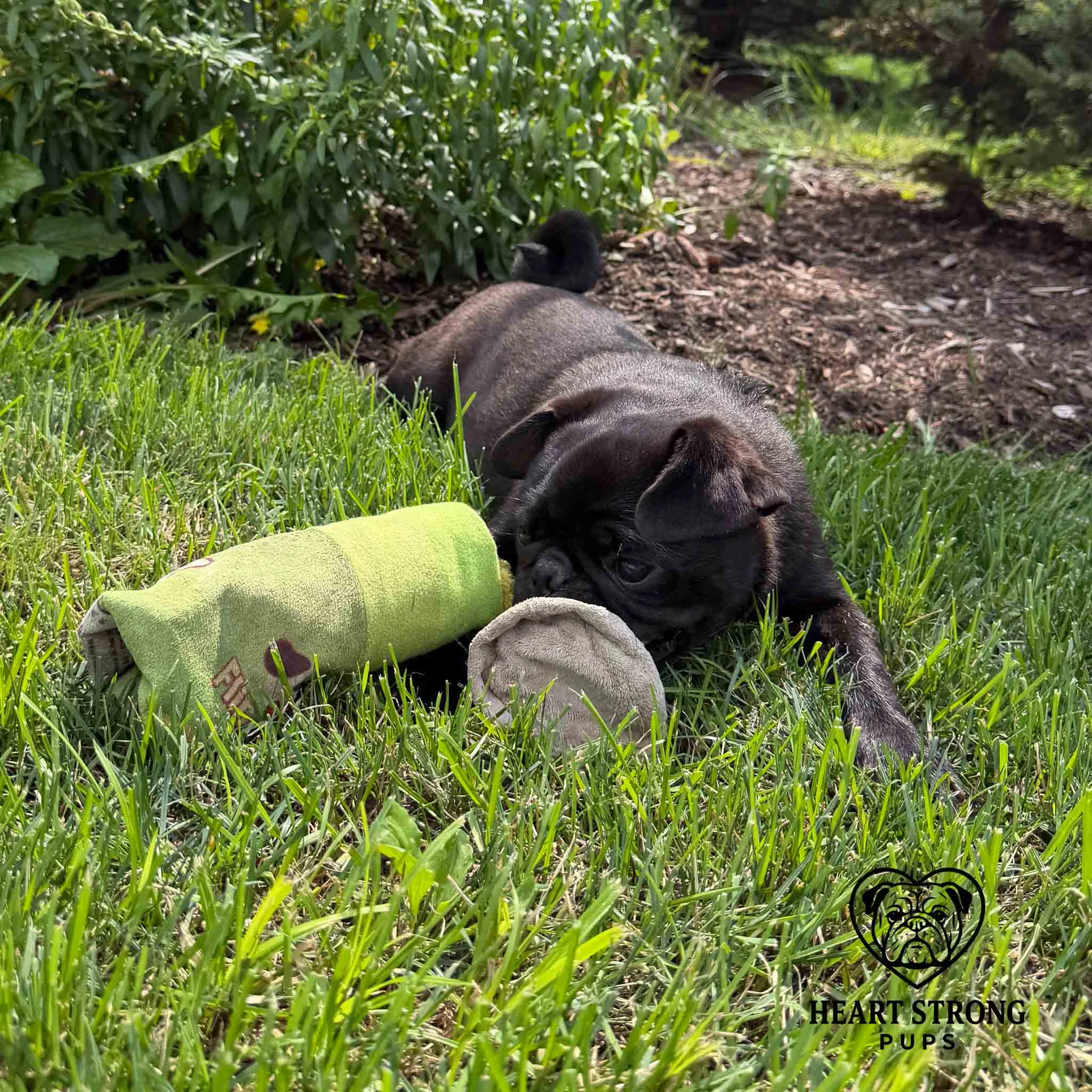 Pug puppy playing with toys while laying in the grass