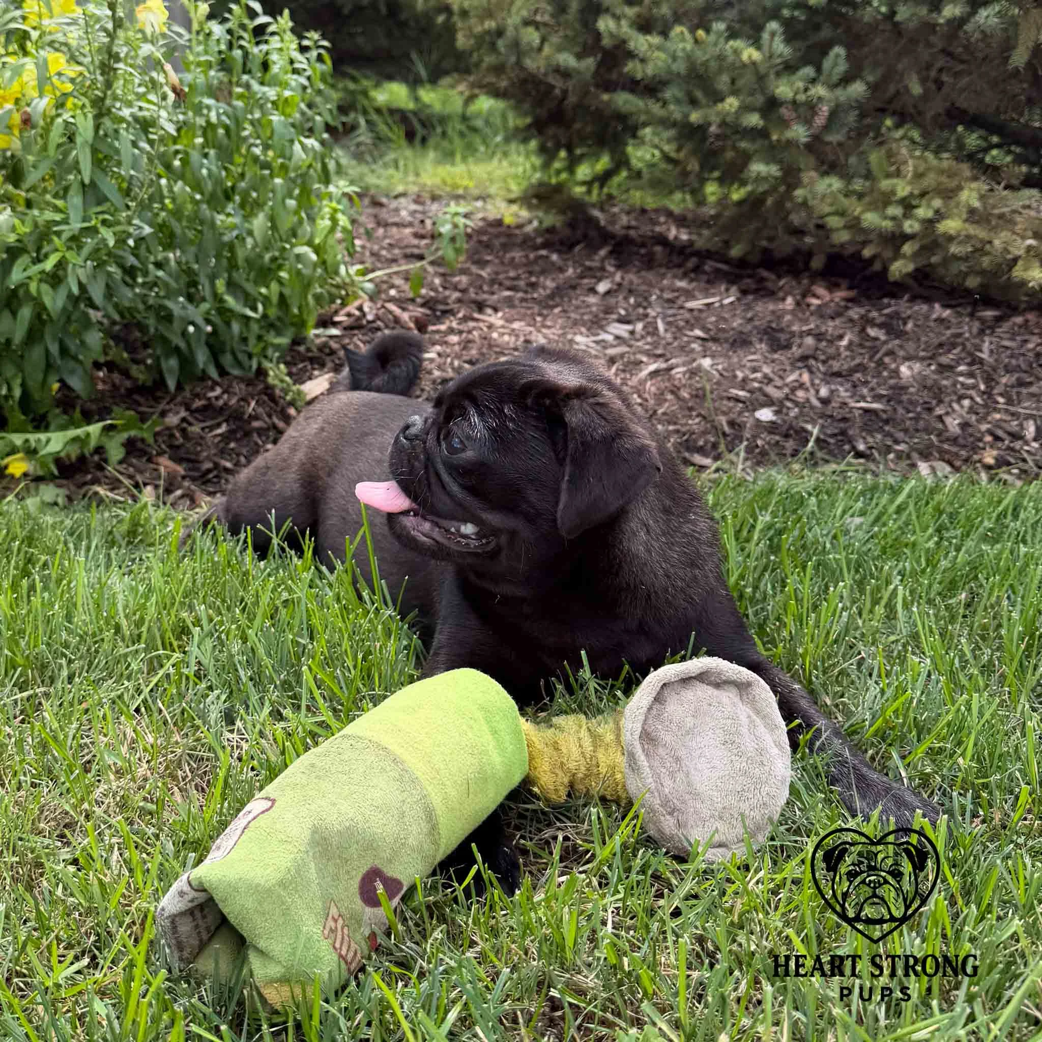 Pug puppy laying in the grass with toys in front of him