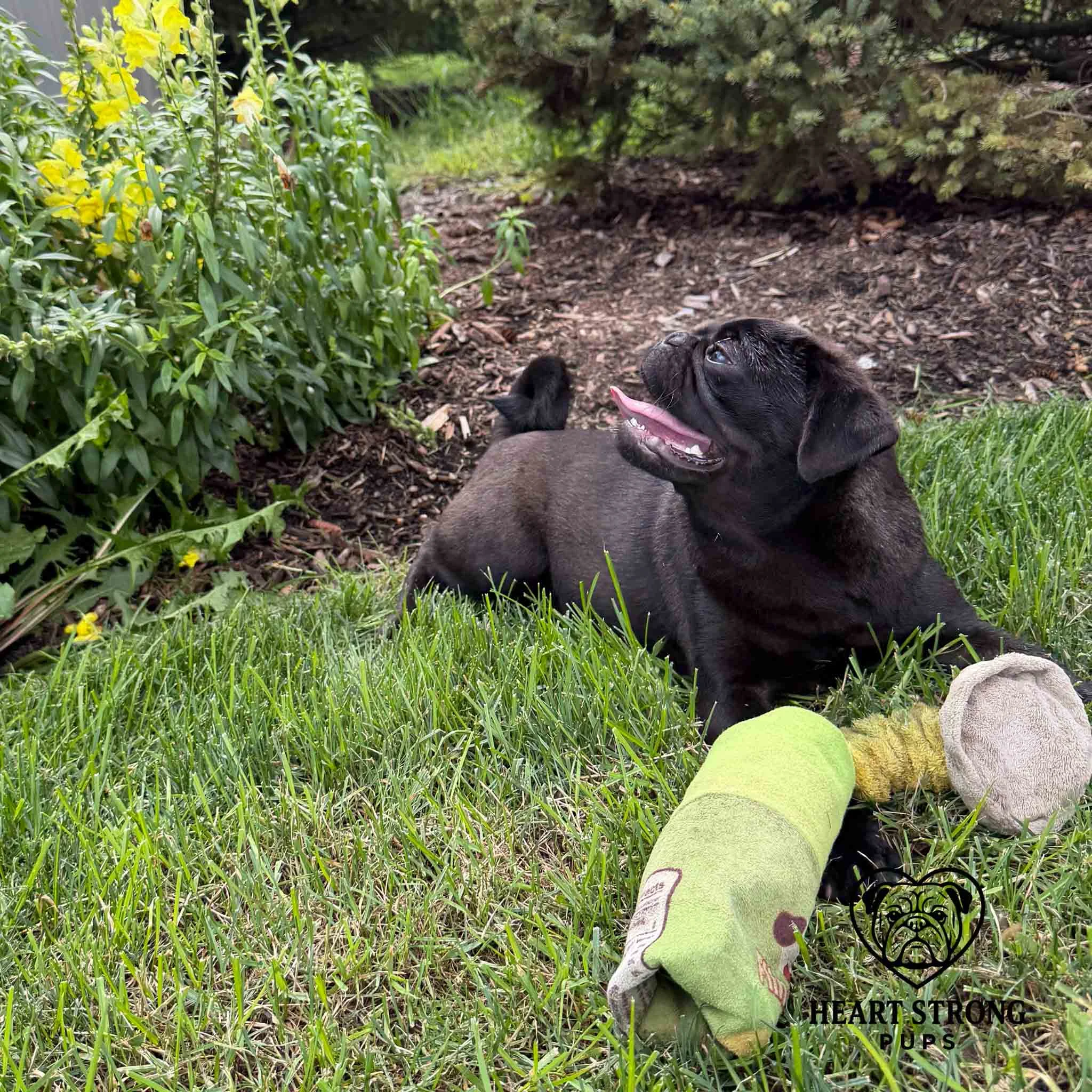 Black Pug pup laying in grass with toys
