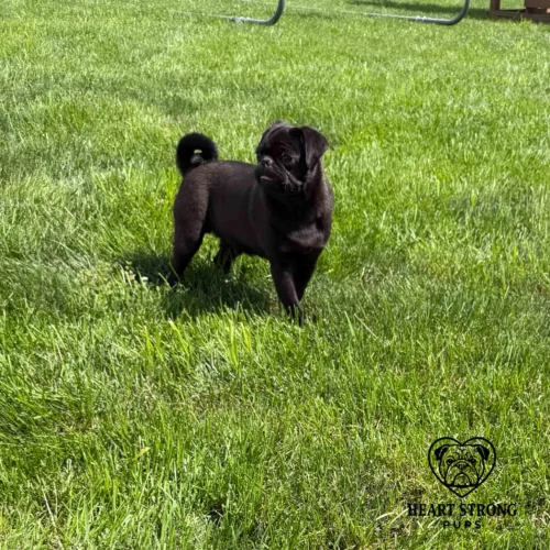 Ozzy the Pug standing in grass