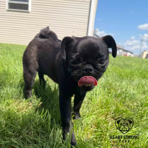 Pug playing in yard with tongue sticking out