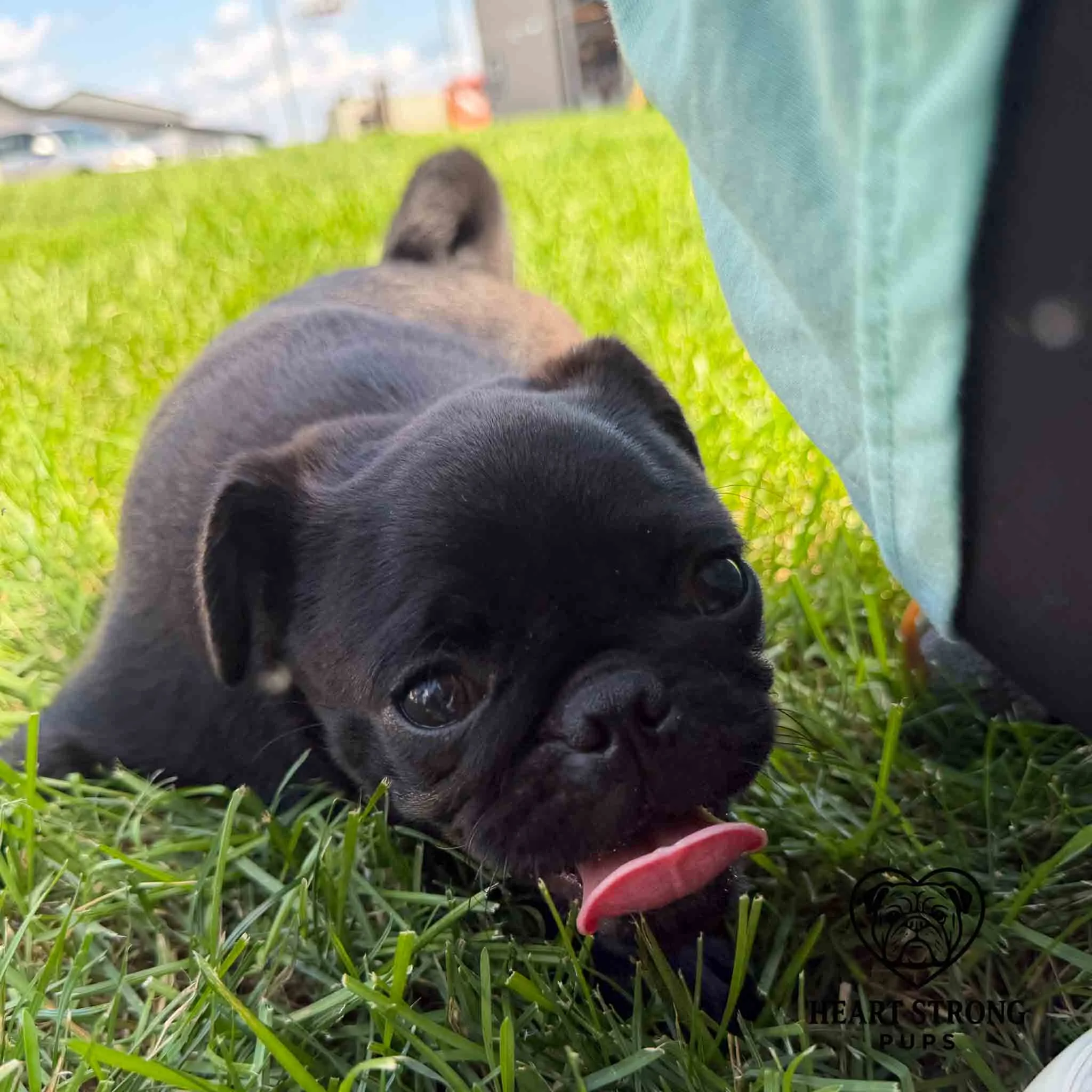 Pug laying in grass with tongue sticking out