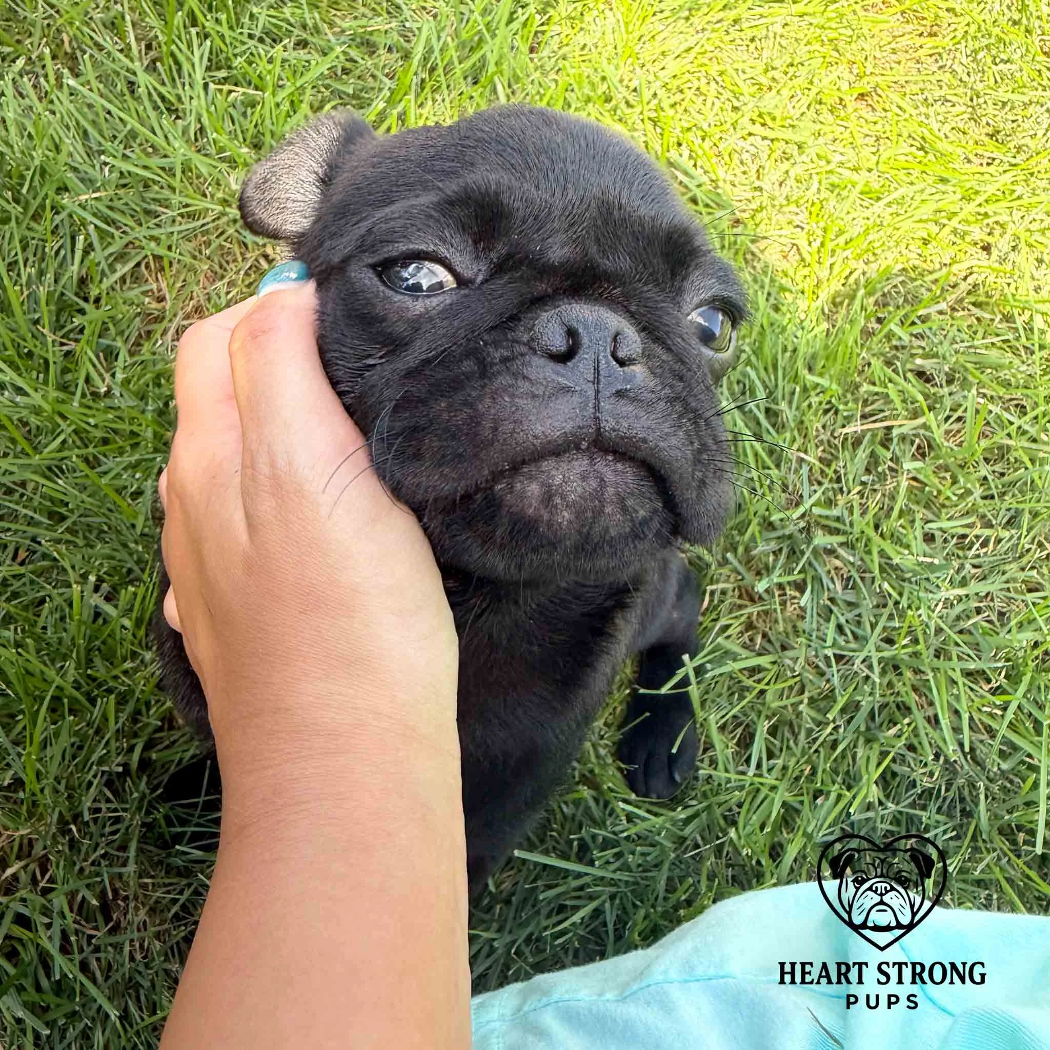 Pug getting a little head pat