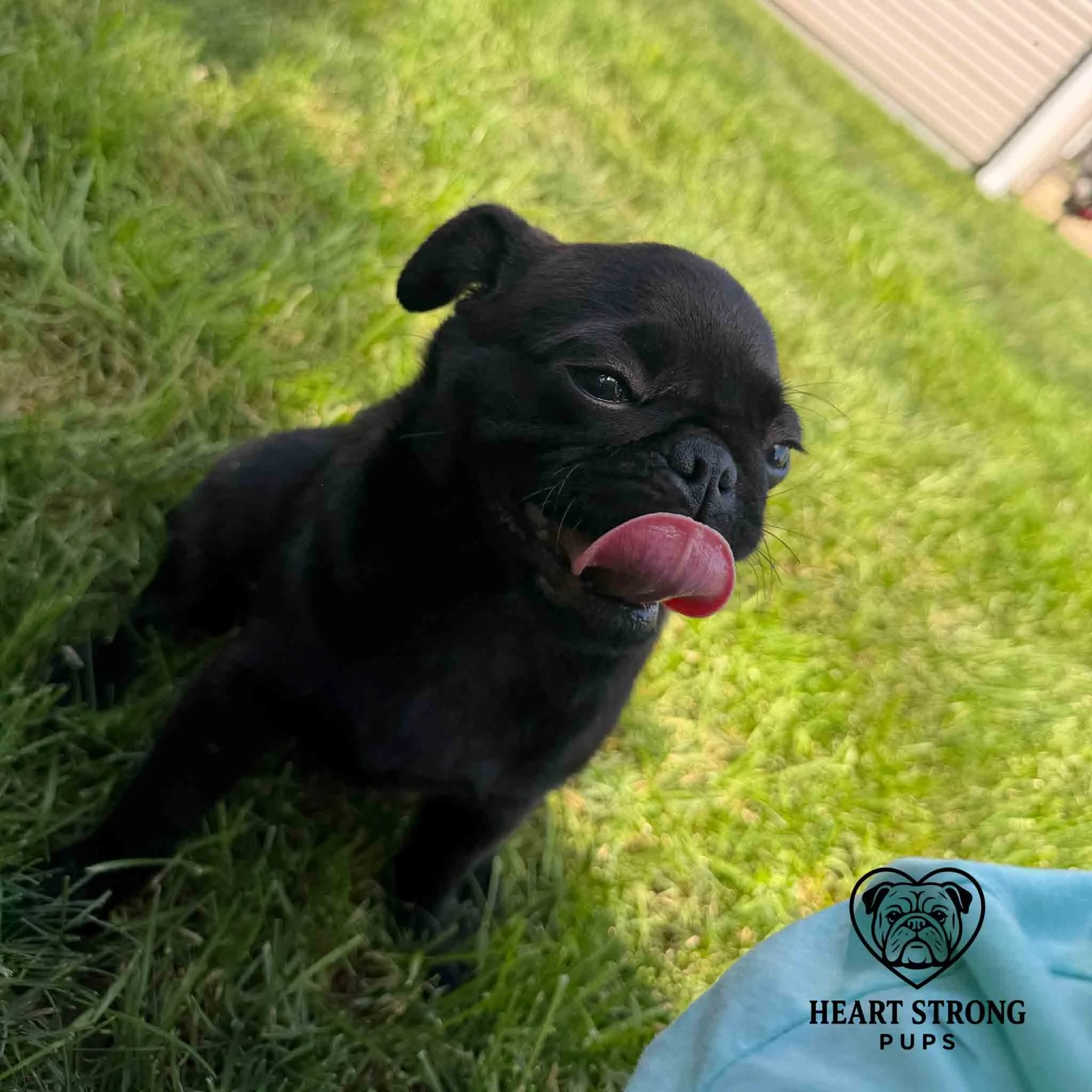 Pug pup sitting in grass with tongue on nose