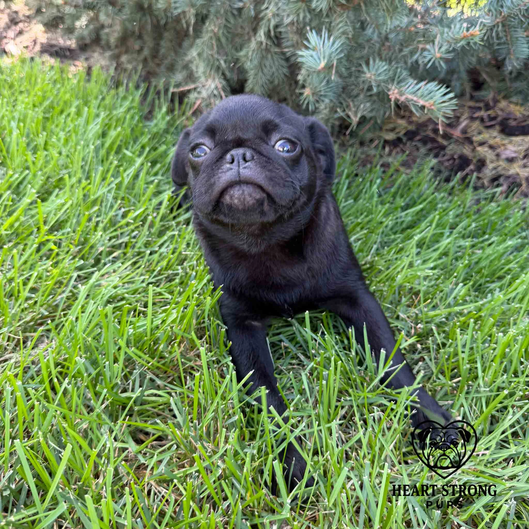 Pug laying in yard. sticking nose in air