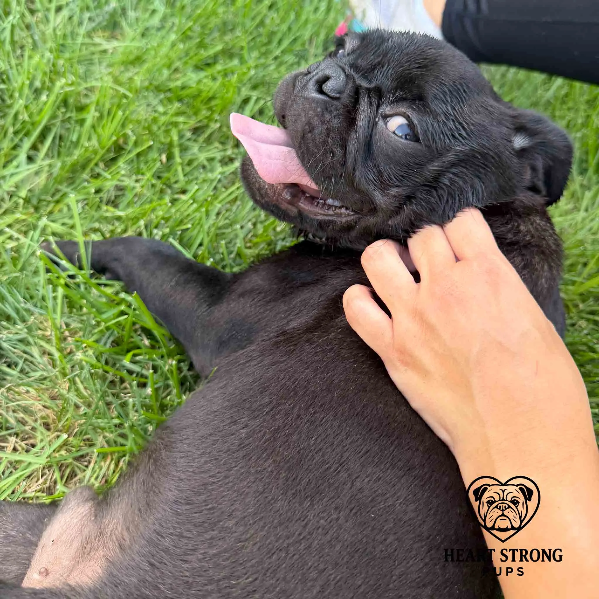 Nugget the Pug enjoying the little pet