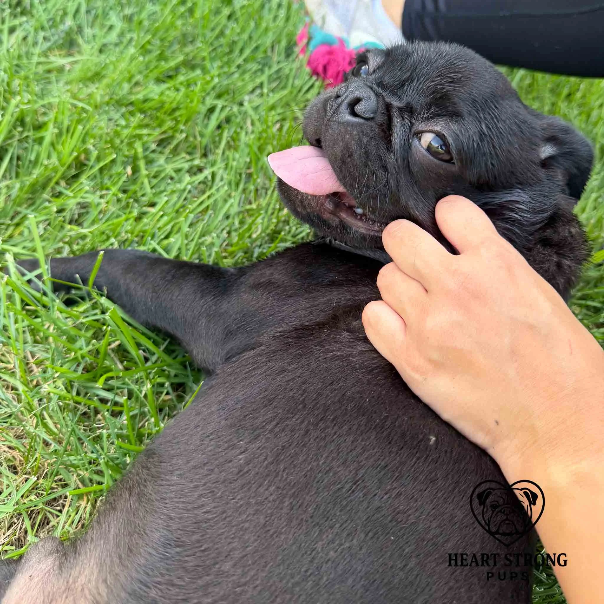 Black pug laying in grass