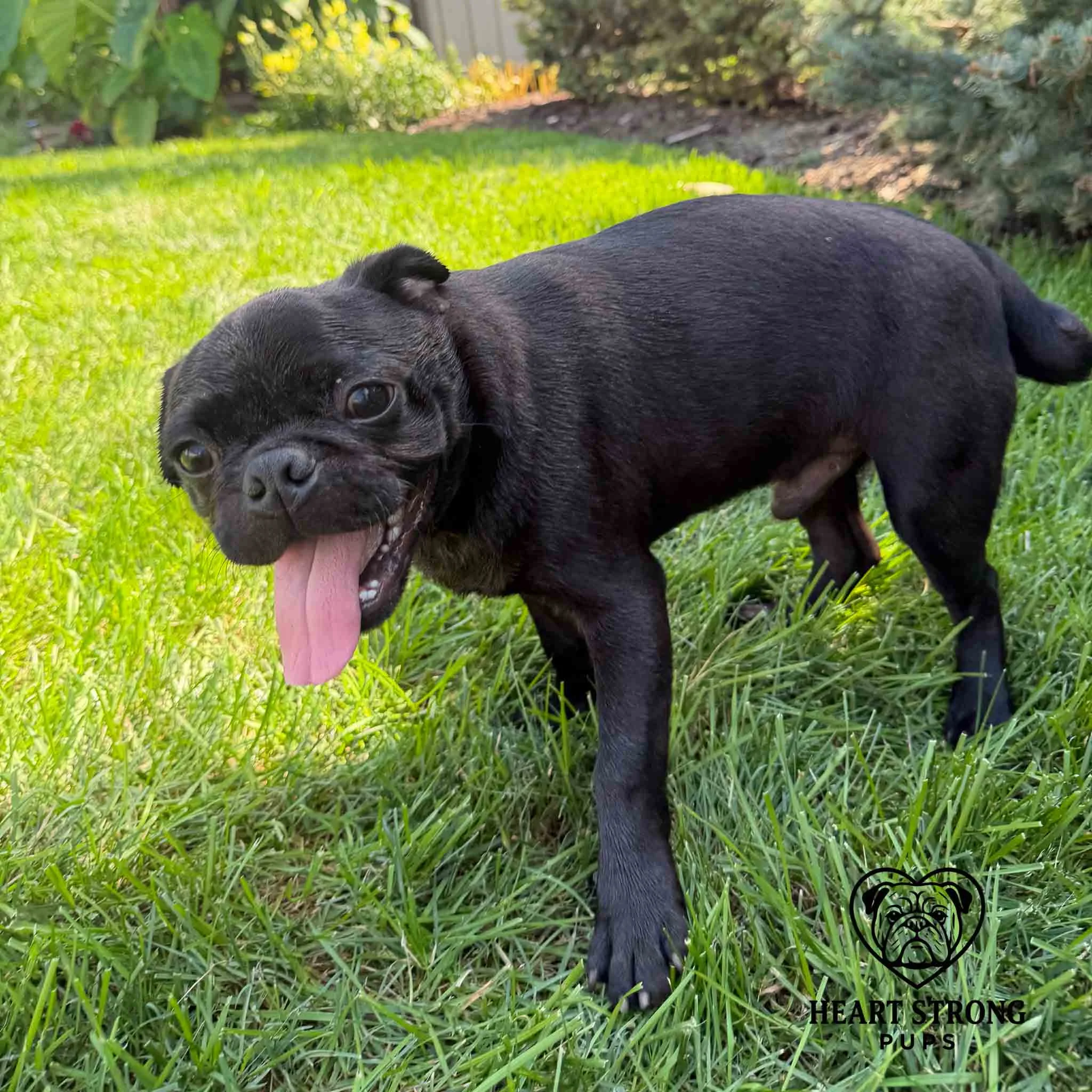 Black Pug standing in grass