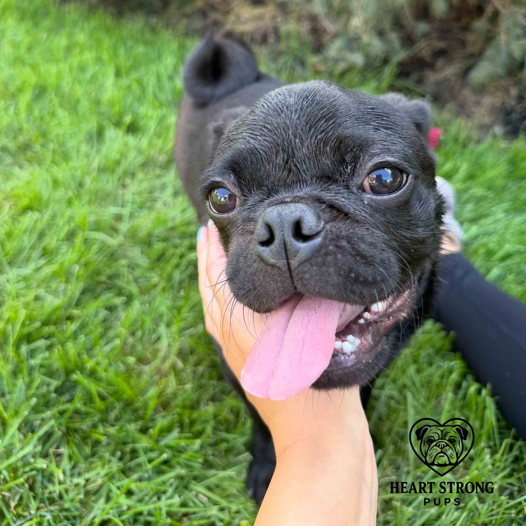 Black Pug in grass getting a pet and has tongue sticking out.