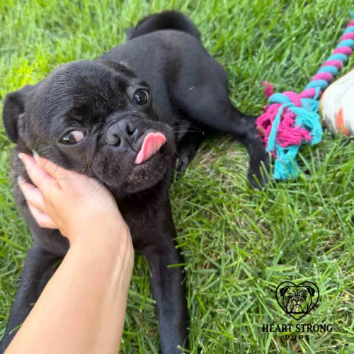 Pug laying in grass with chew toys