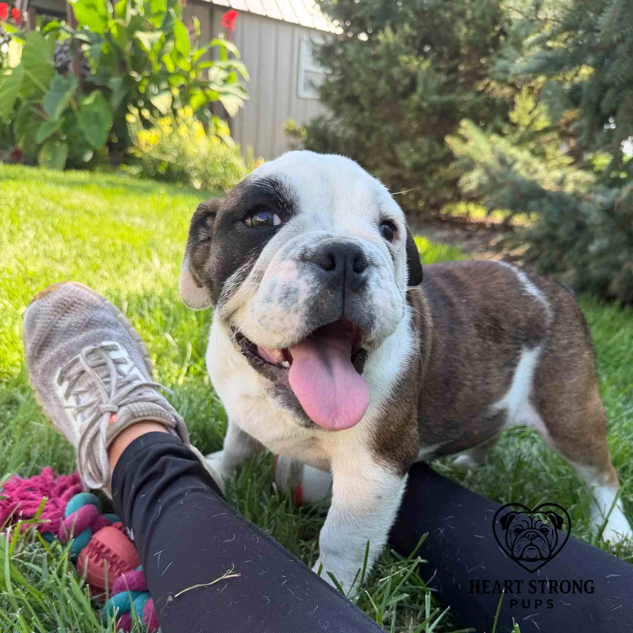 English Bulldog with white face and tongue hanging out