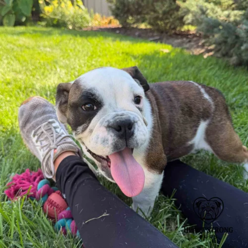 Mercy the English Bulldog pup with tongue hanging out