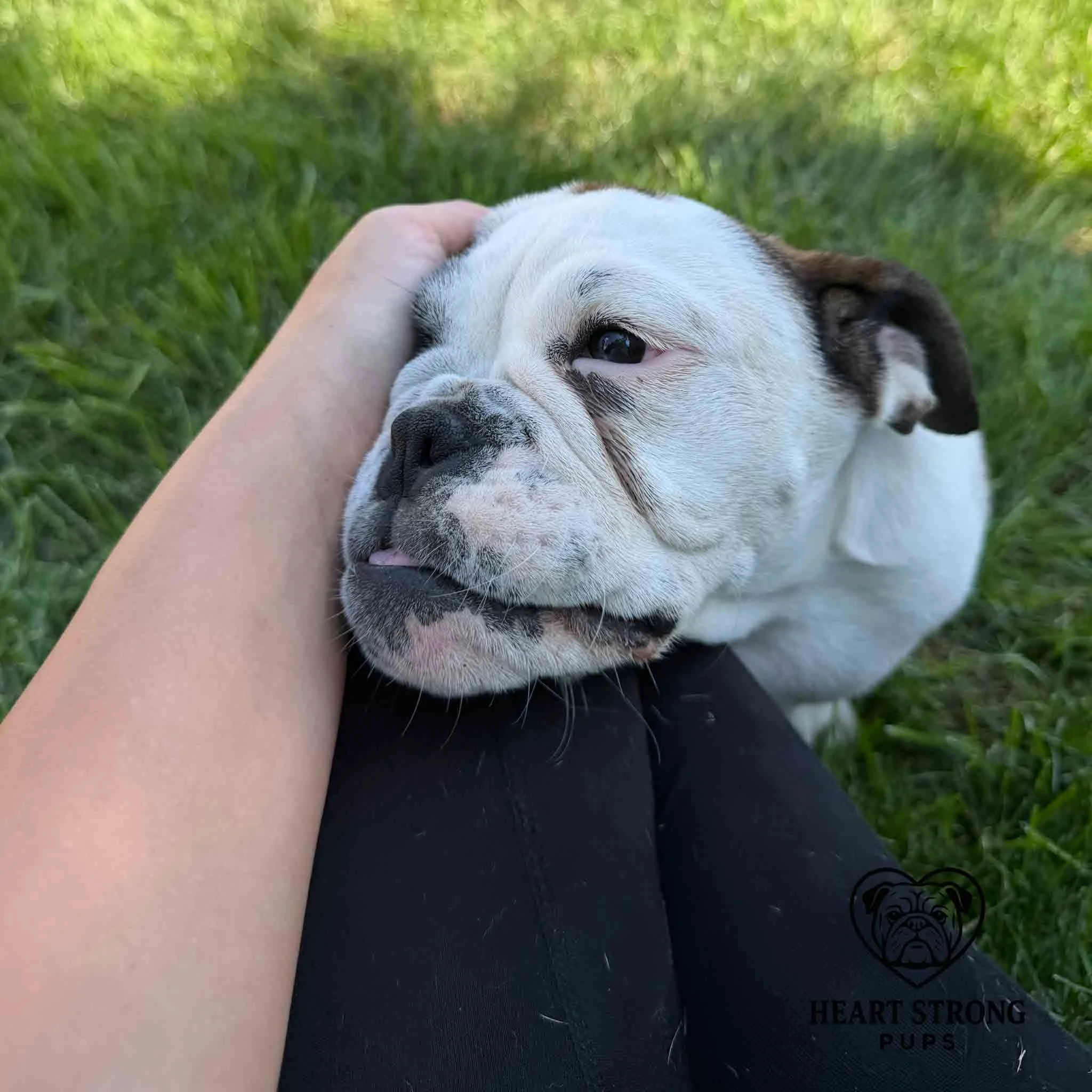 White faced pup resting head on knee getting head rub