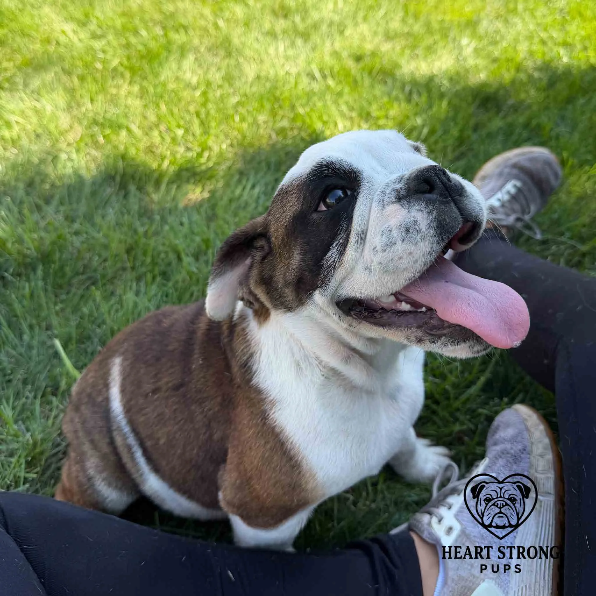 Mercy the English Bulldog pup sitting at feet red tongue hanging out