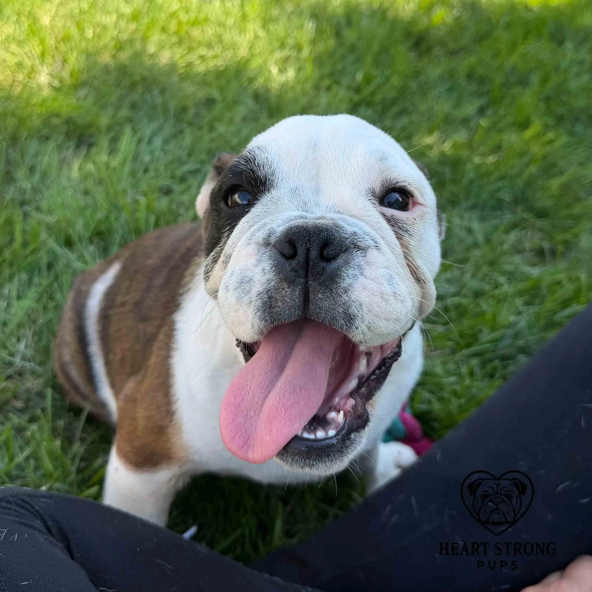 English Bulldog pup tongue hanging out