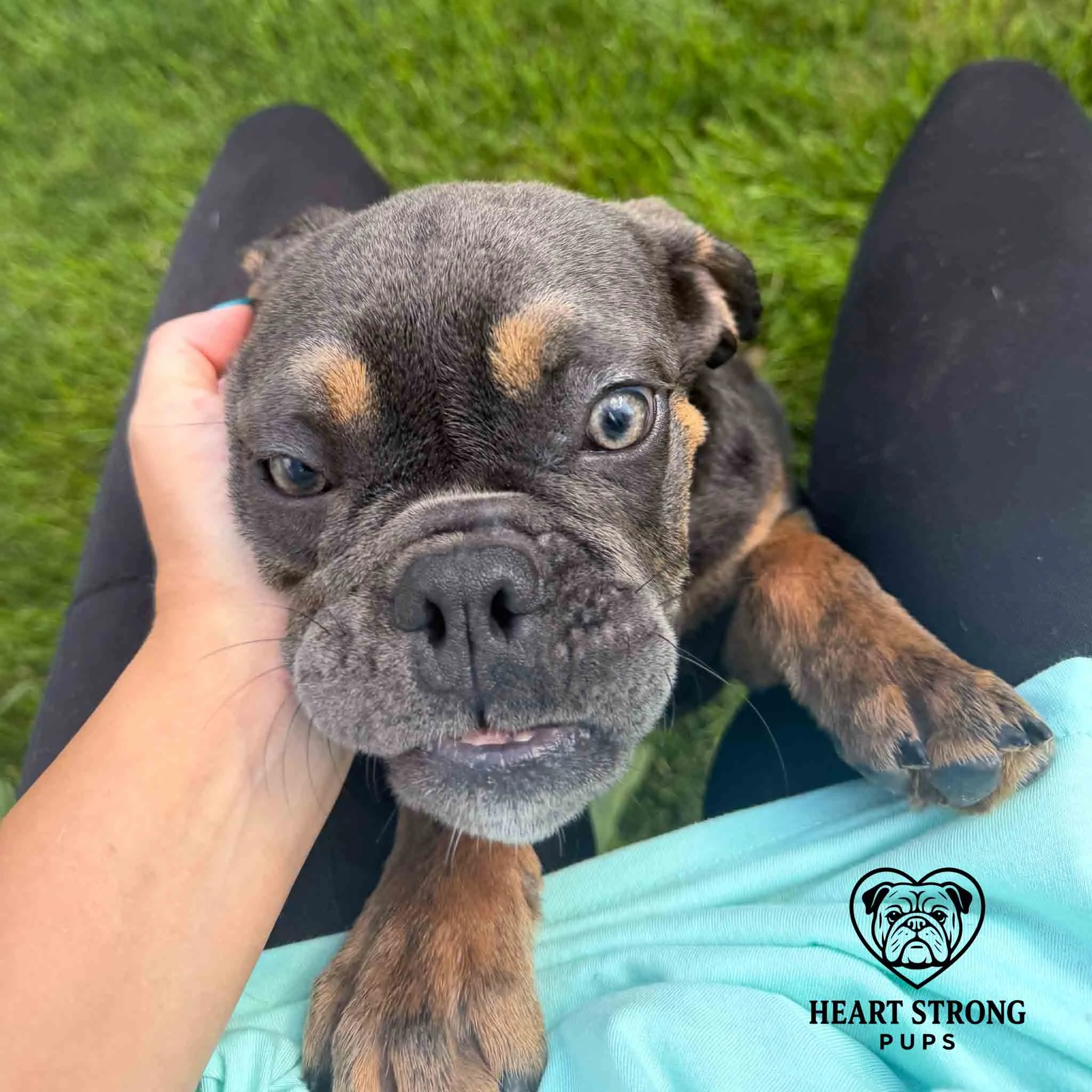 Blue and tan English Bulldog with bright eyes