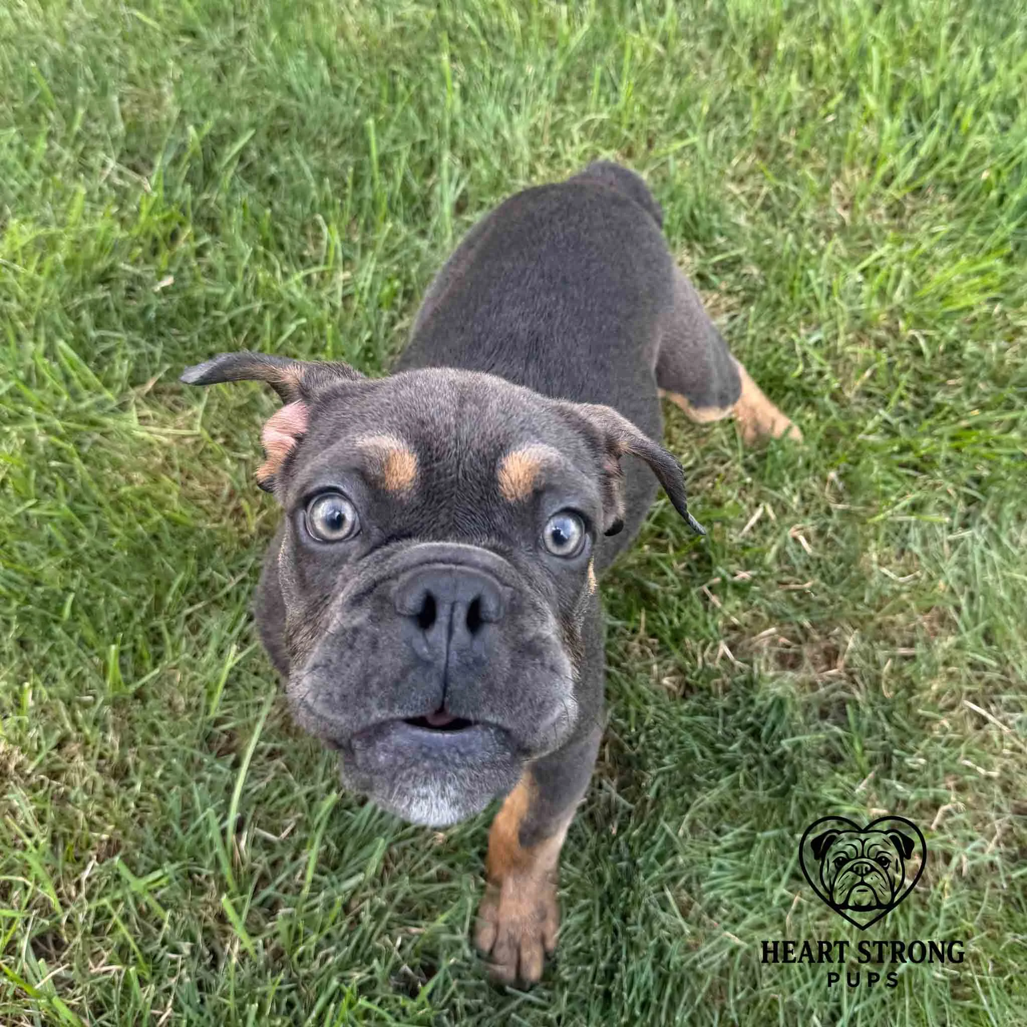 Blue English Bulldog standing in grass
