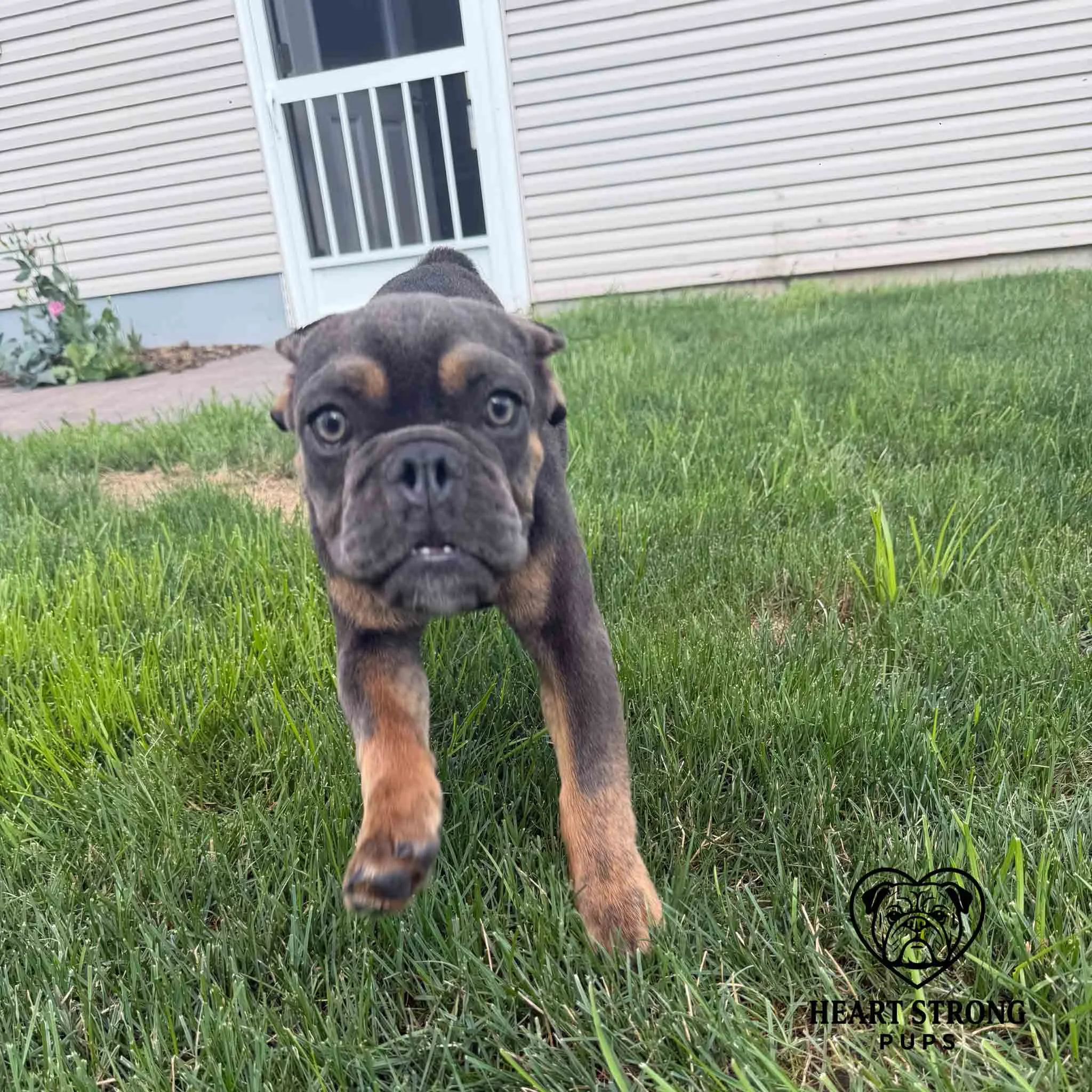 Blue English Bulldog running in yard with ears back
