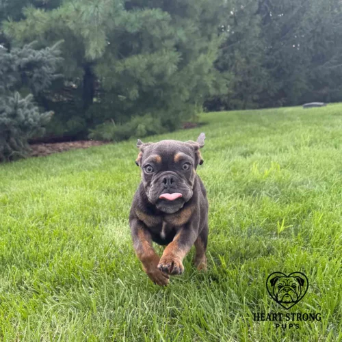 English Bulldog running in yard with ears flying back and tongue hanging out.