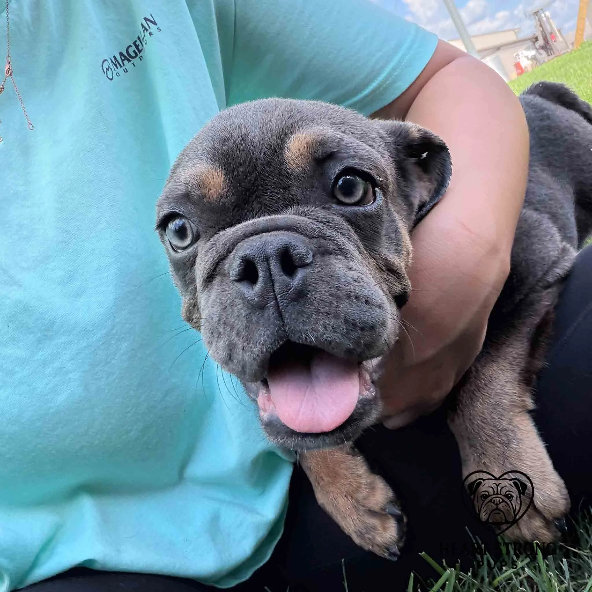 English Bulldog getting snuggles and lap time