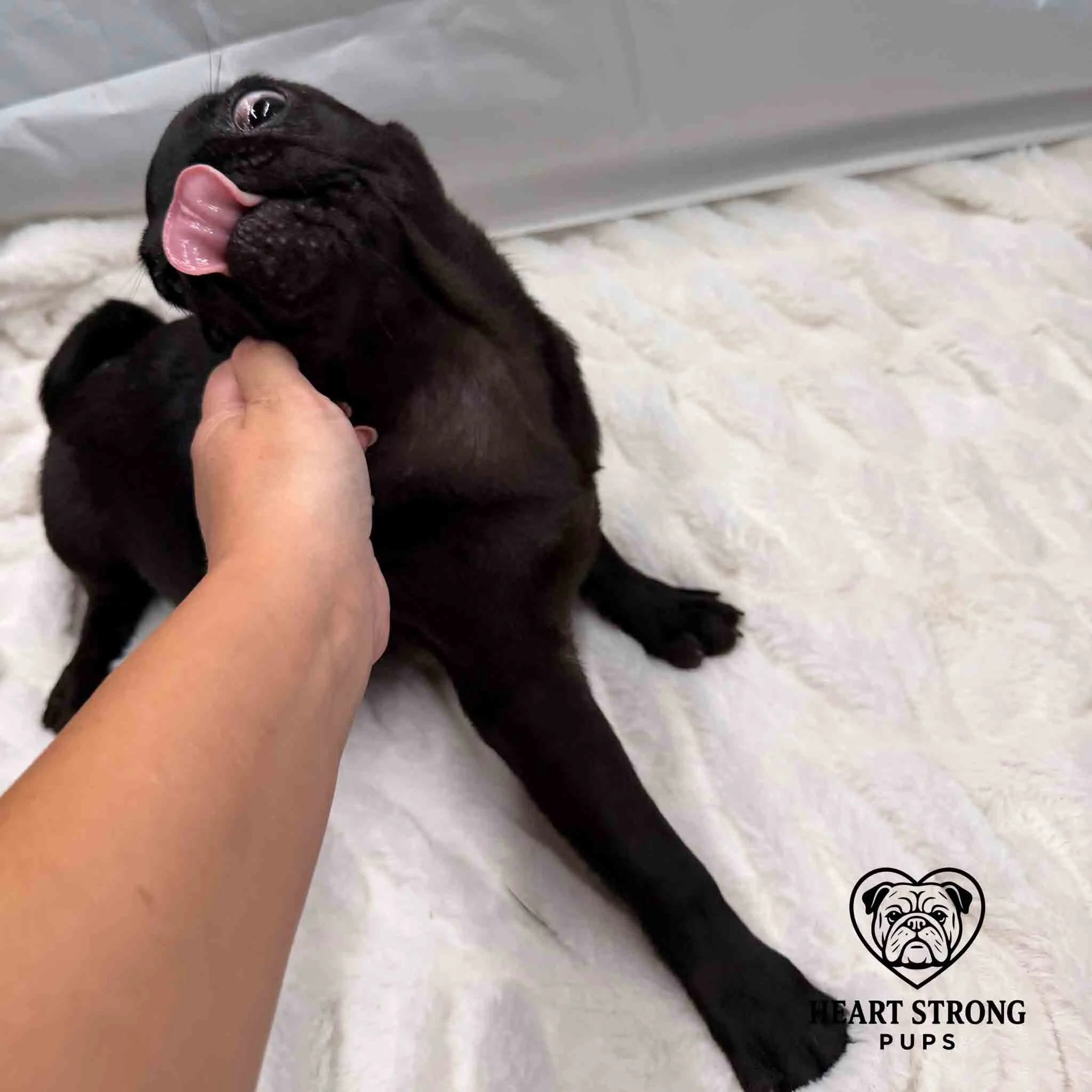 Crazy Pug pup really enjoying that head scratch