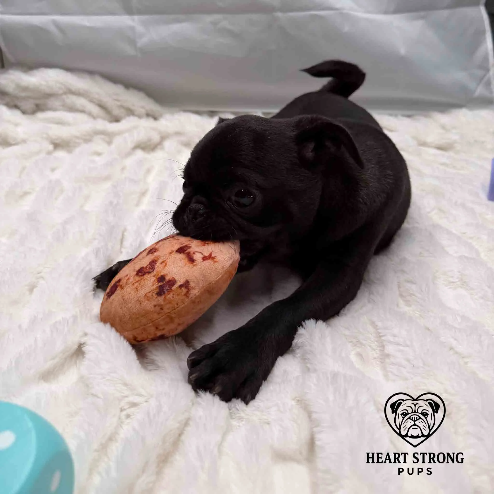 Pug pup laying on blanket playing with toy