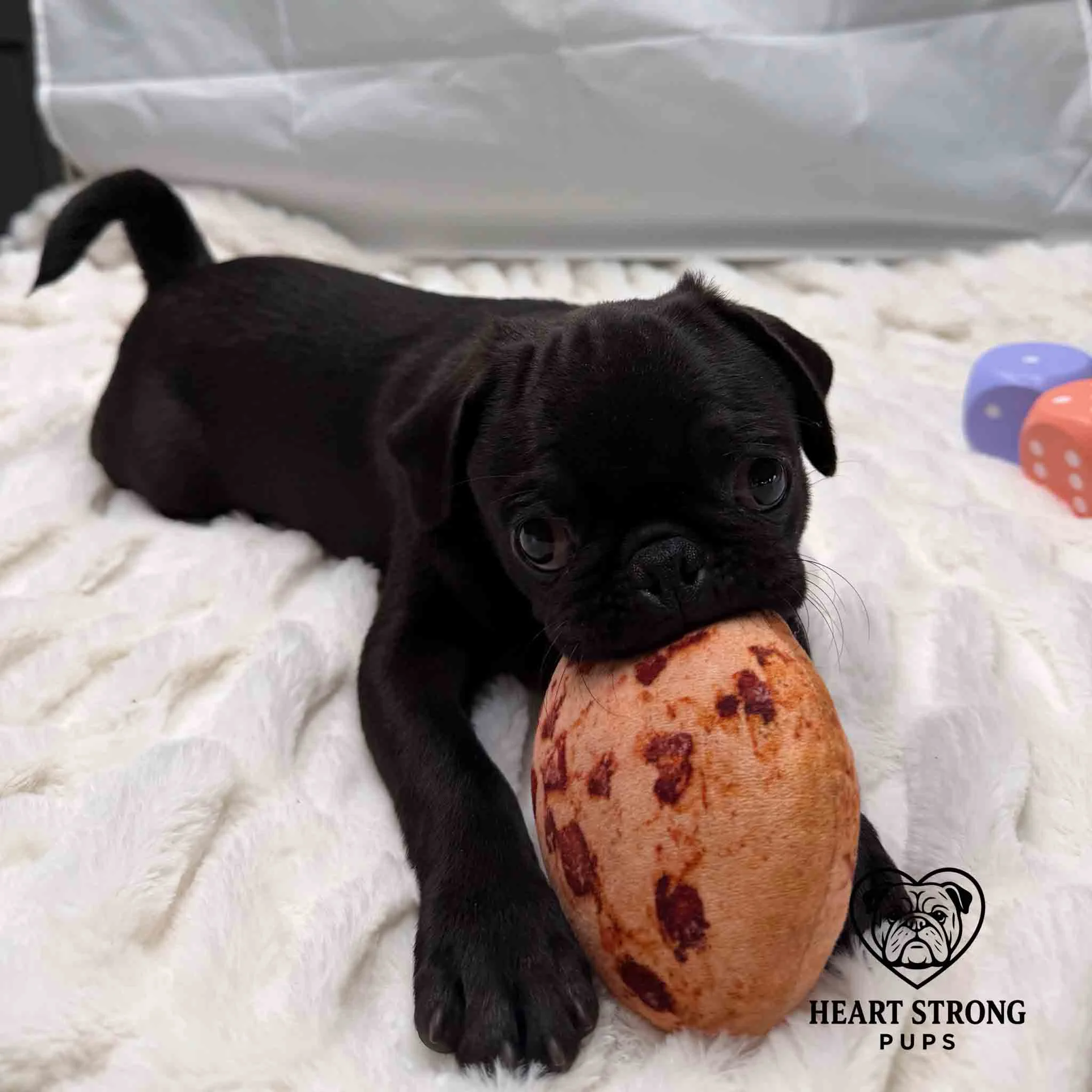 Pug pup with chew toy in mouth
