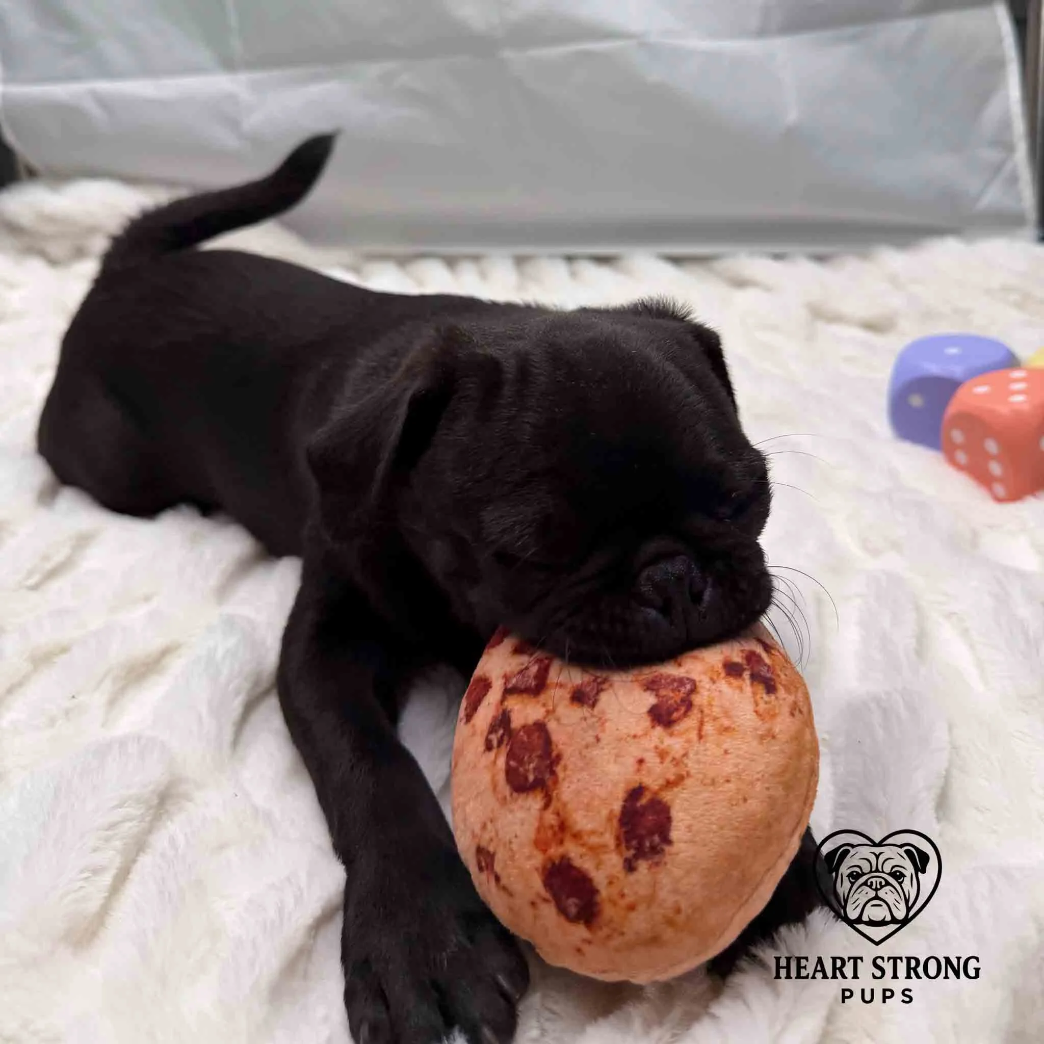 Pug puppy chewing on toy