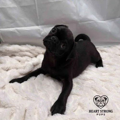 Pug puppy giving the side eye