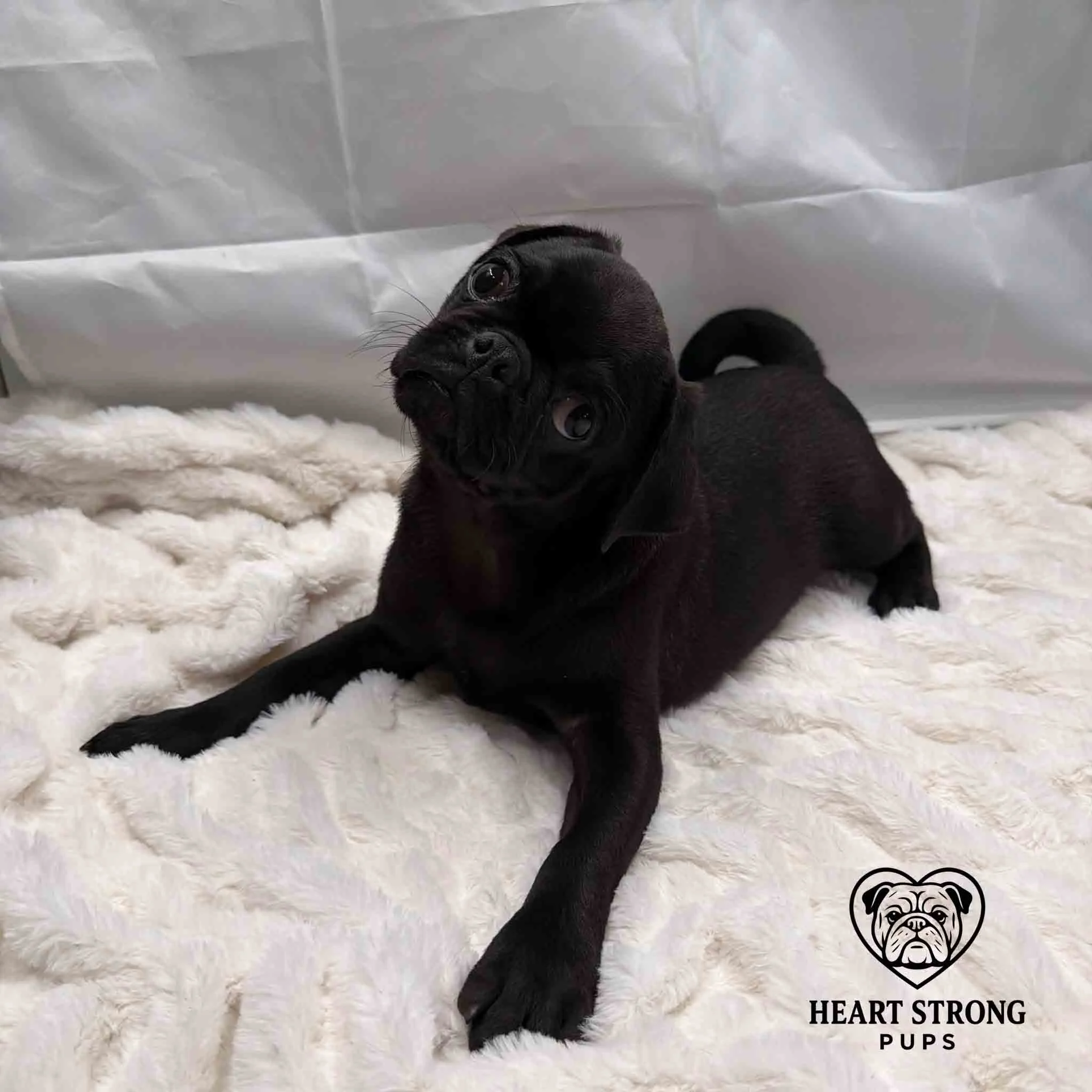 Pug puppy giving the side eye