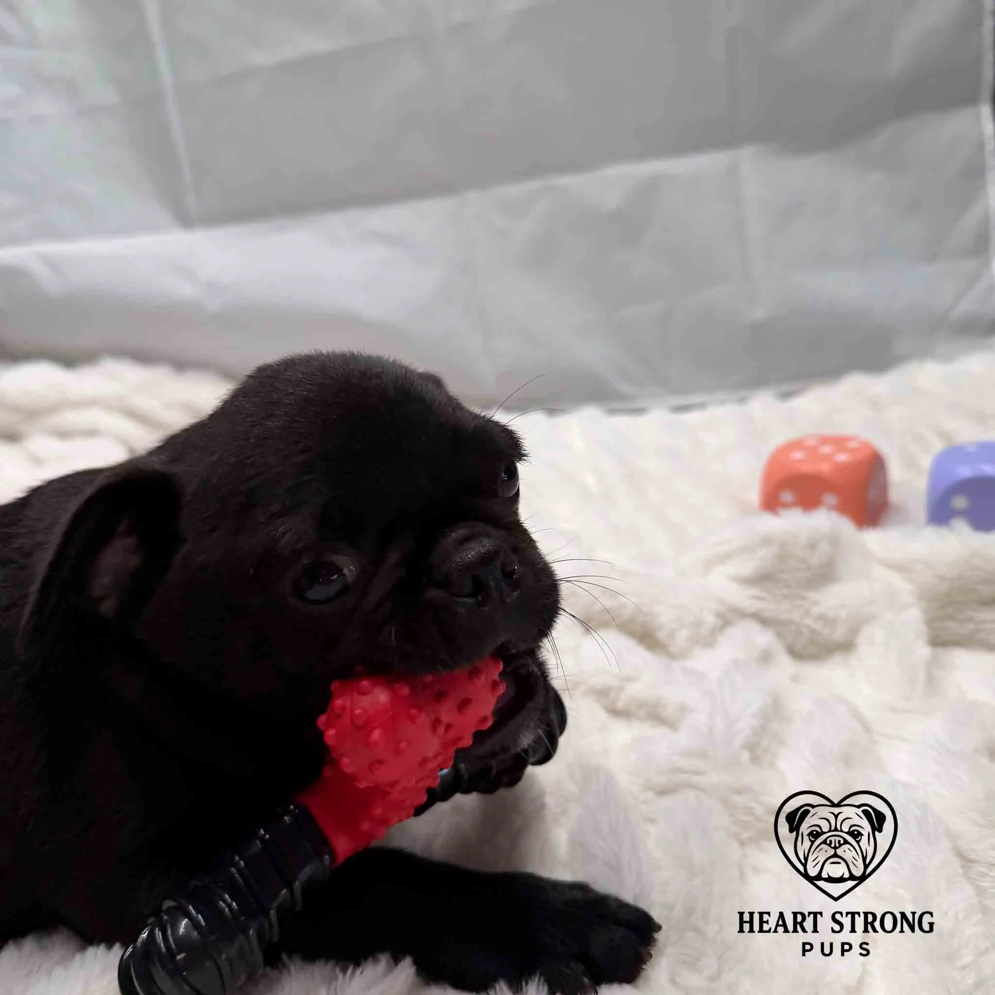 pug chewing on a toy