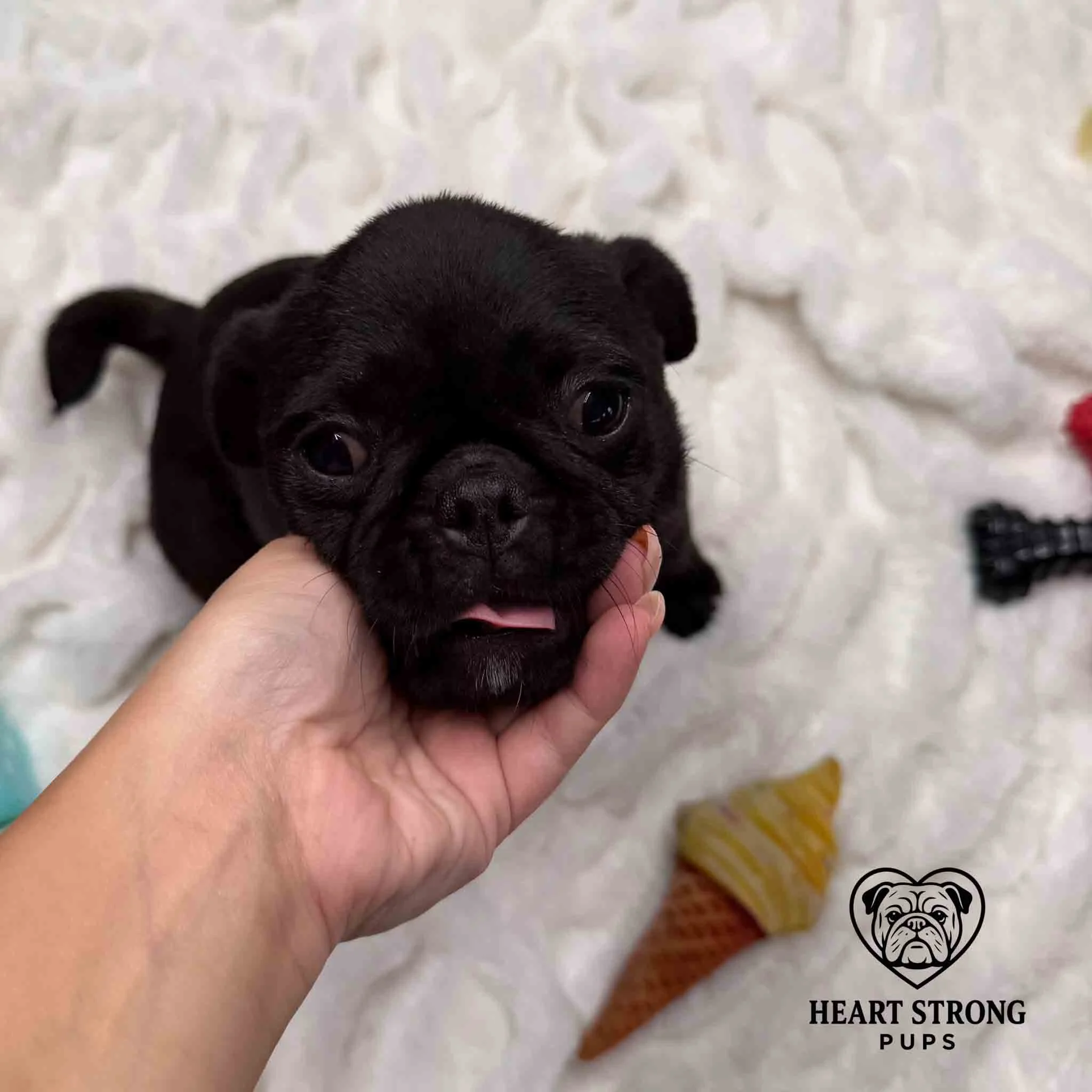 pug resting chin in hand
