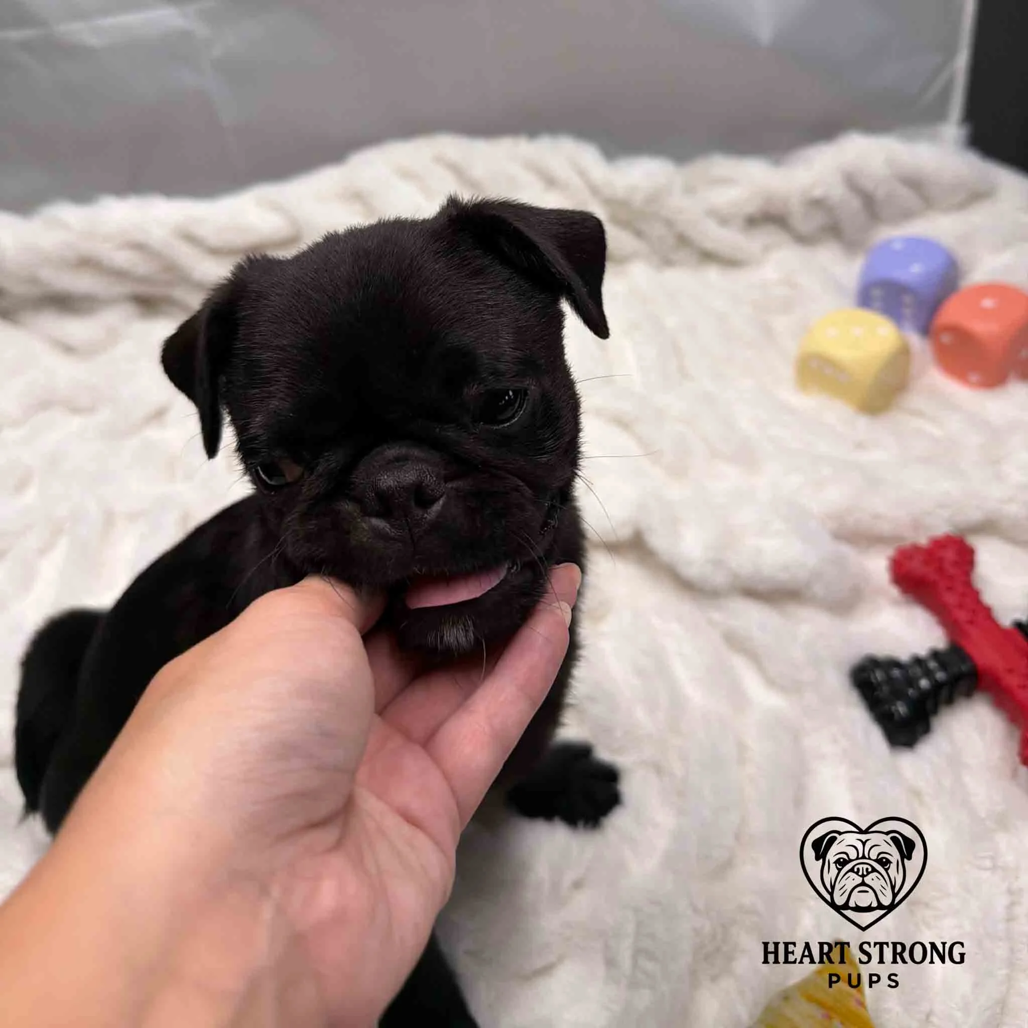 Pug resting chin in hand with toys beside him