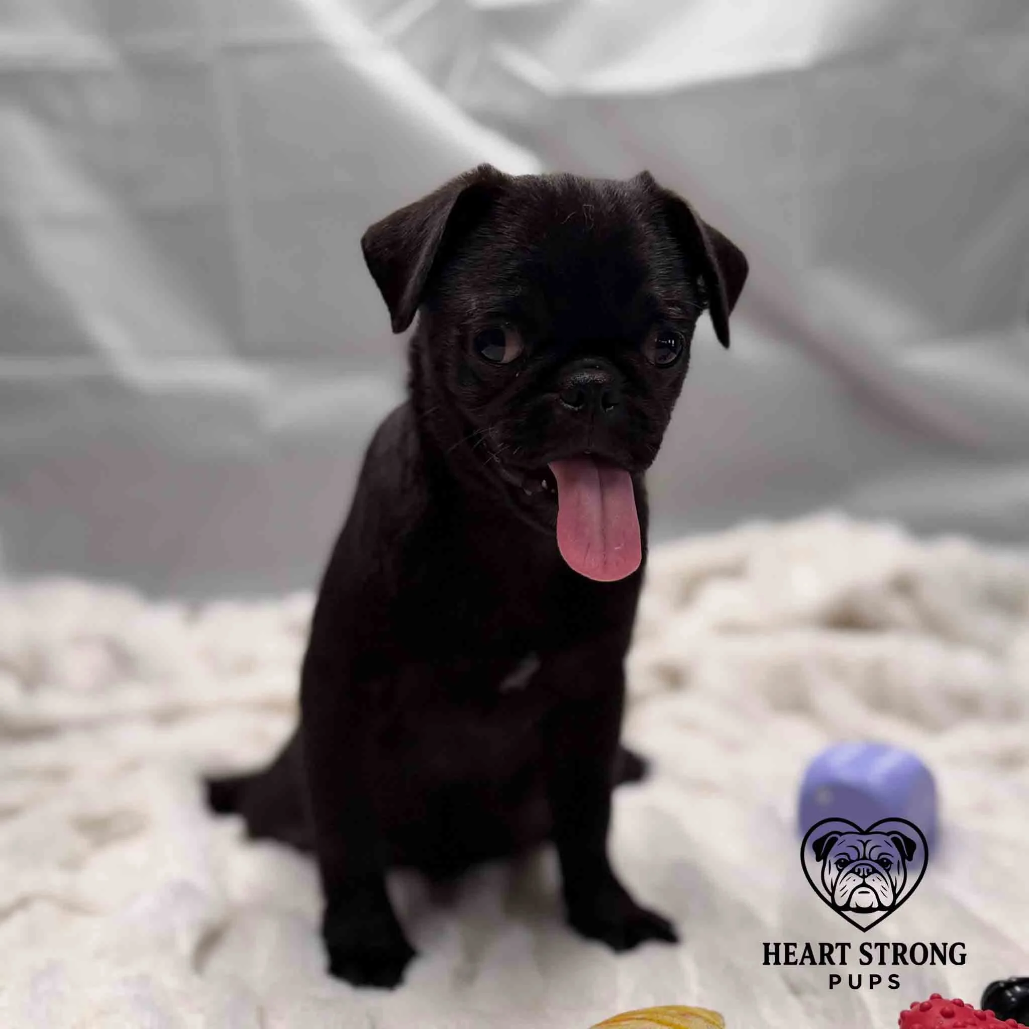 Pug sitting on white blanket with tongue hanging out