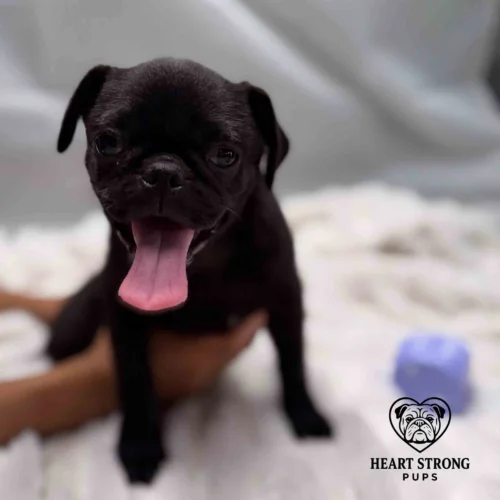 pug posing for photo sitting on white blanket