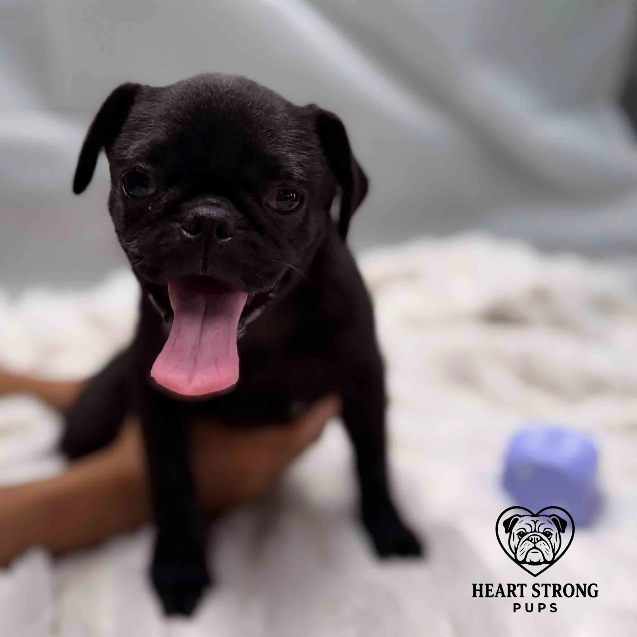 pug posing for photo sitting on white blanket